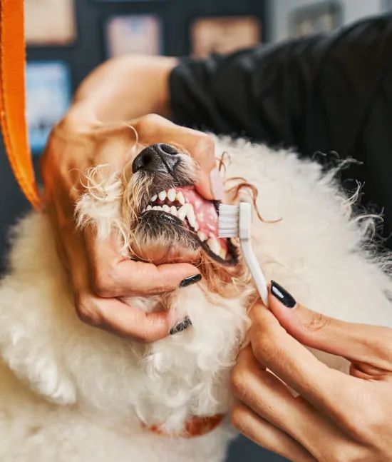 A person is brushing a dog 's teeth with a toothbrush.