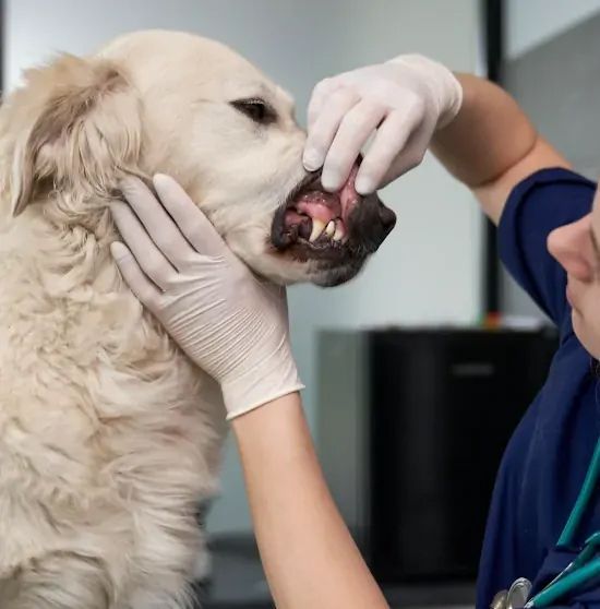 A woman is examining a dog 's teeth in a veterinary office.