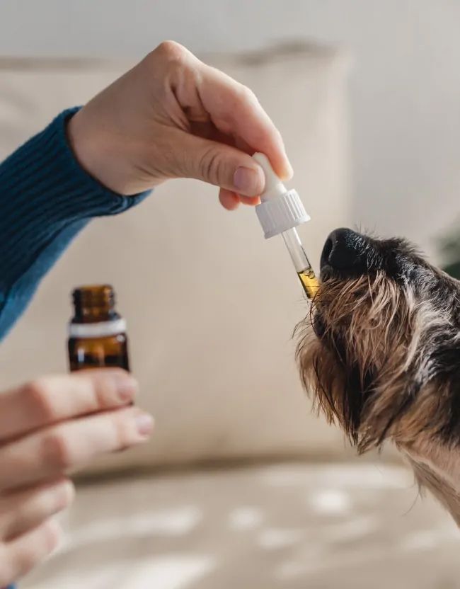A person is giving a dog a drop of oil from a pipette.