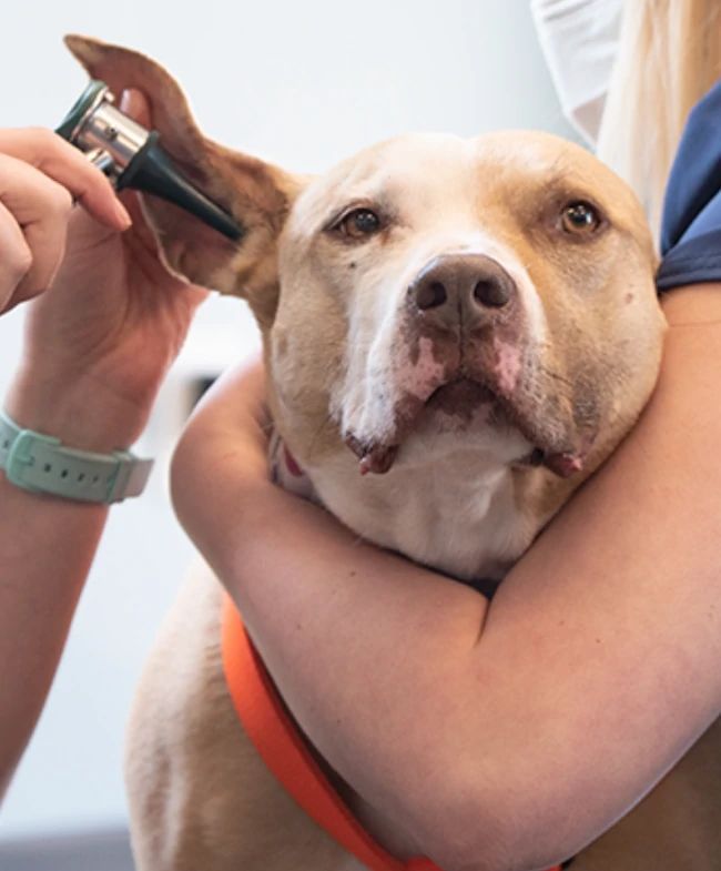 A dog is being examined by a veterinarian.