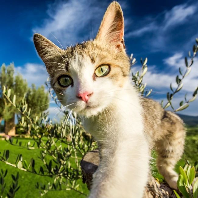 A brown and white cat with green eyes is standing in a field looking at the camera.