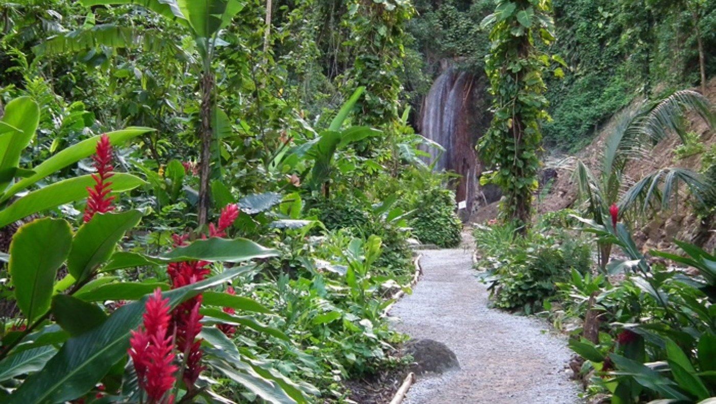 A path going through a lush green forest with a waterfall in the background.