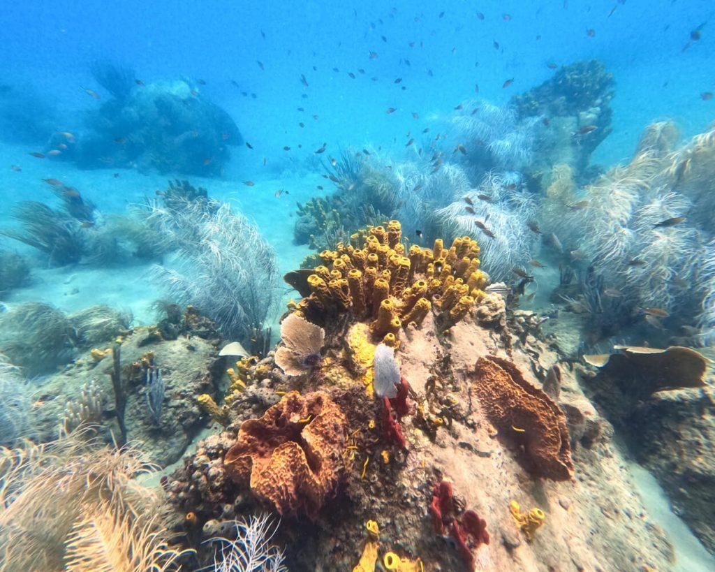 A coral reef with a lot of sponges and fish