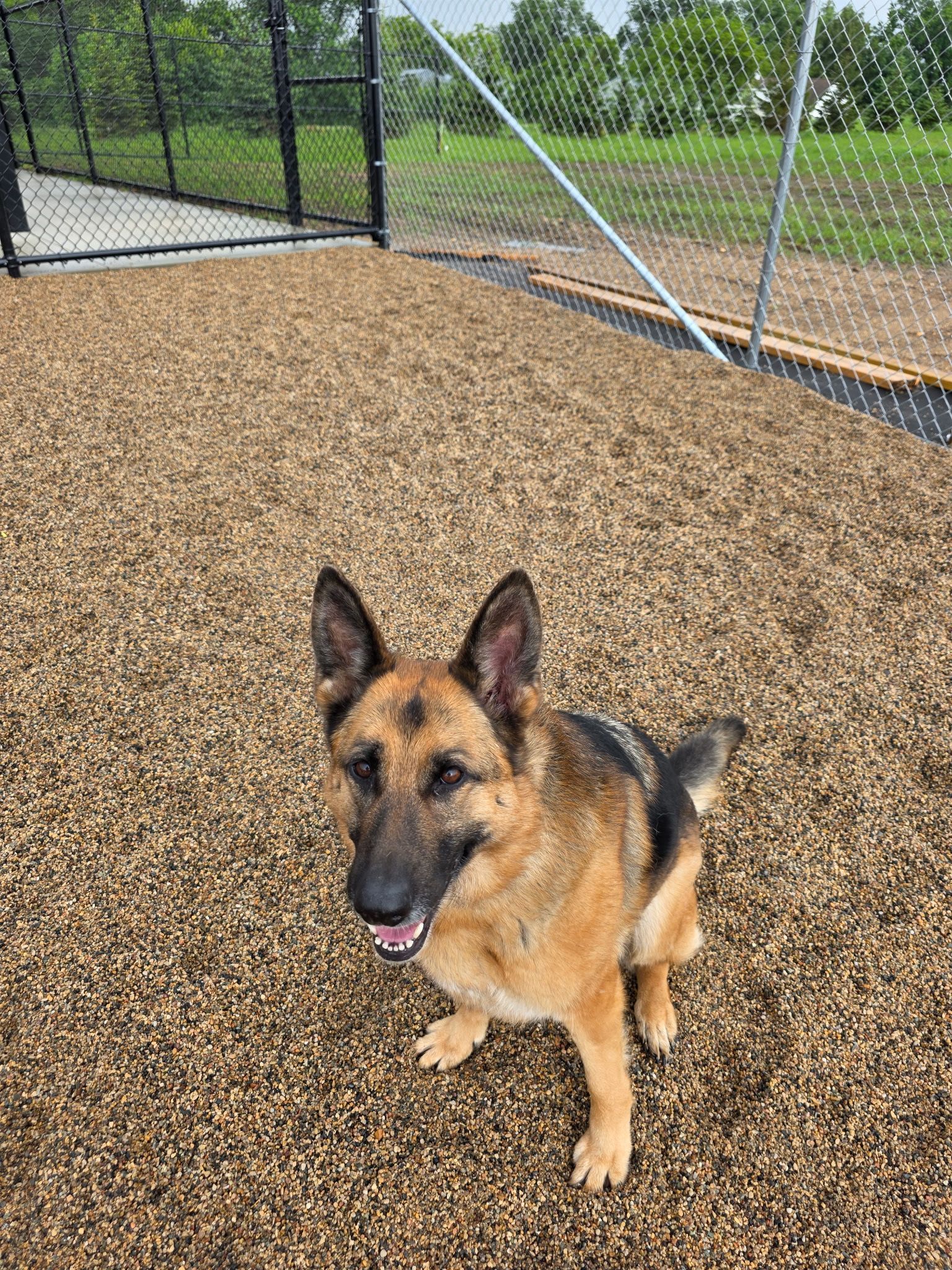 German Shepherd dog sits on pebbled ground in a fenced park, looking up.