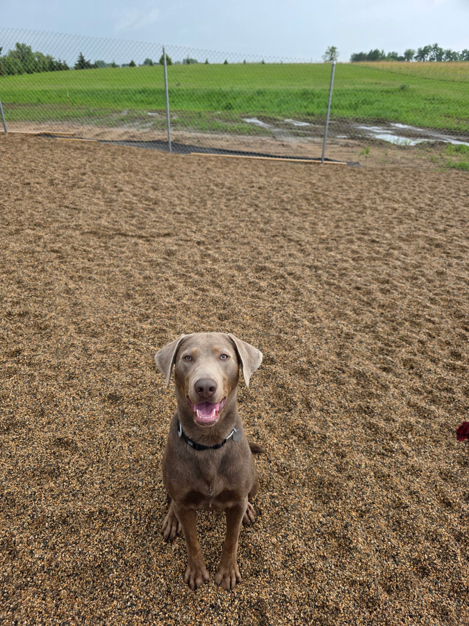 Brown dog with open mouth sits in a wood-chip dog park, looking at the camera. Green field and fence in background.