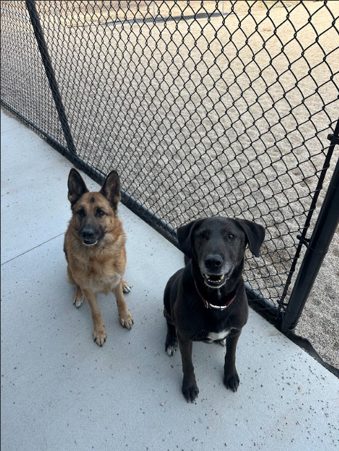 Two dogs sit side-by-side, facing camera. German Shepherd and black lab mix by chain-link fence.