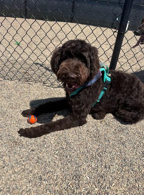 Brown dog with a curly coat wearing a teal harness lying on gravel, holding an orange ball.