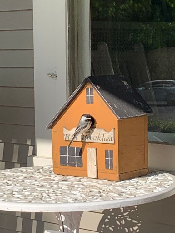 bird resting on a birdhouse
