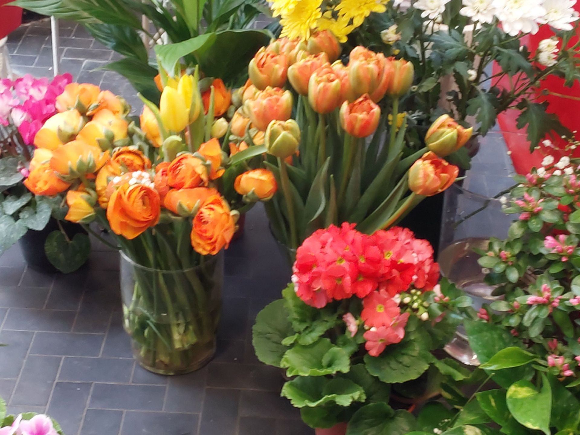 vendita fiori Sestri Ponente Genova