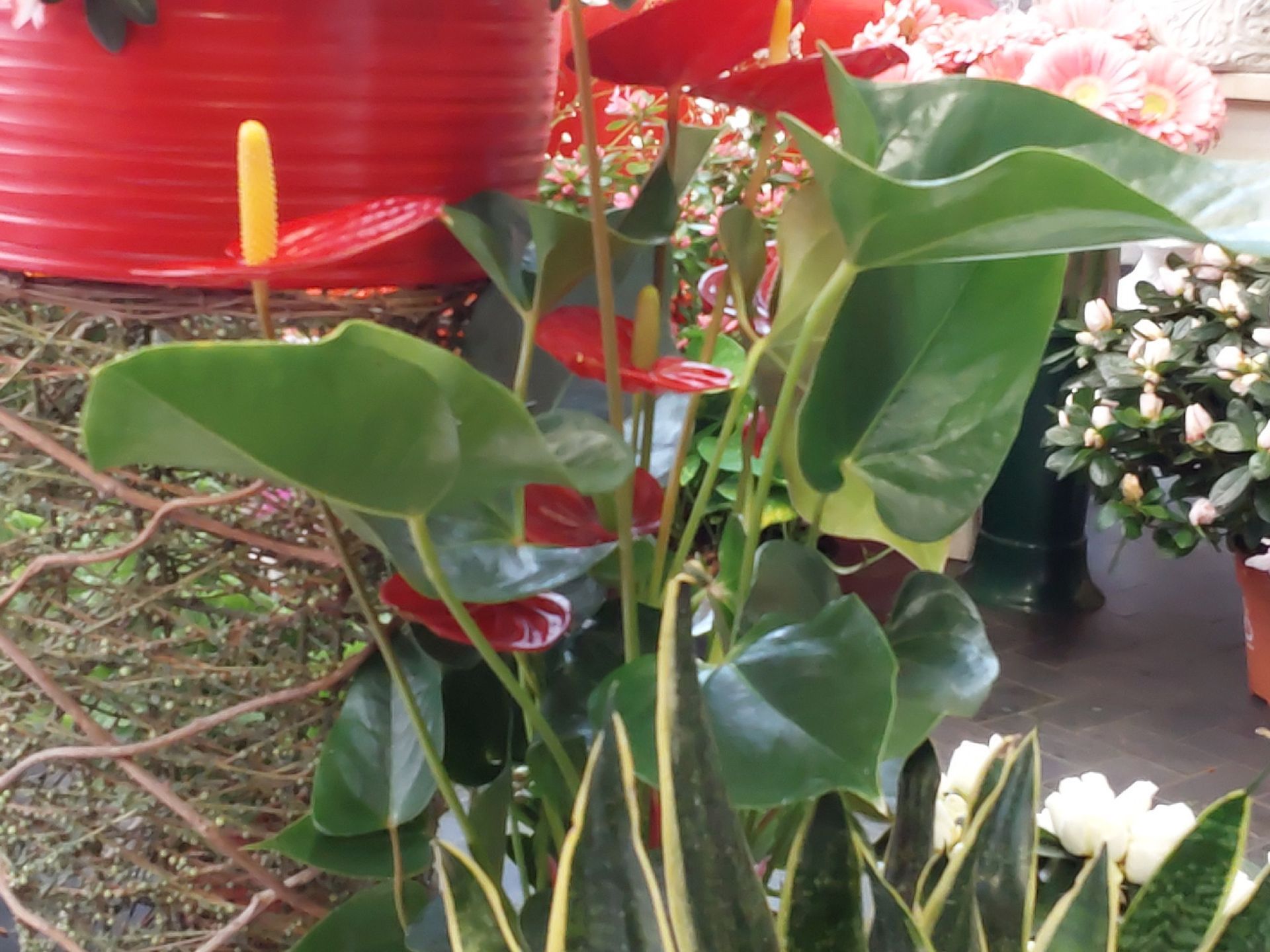 vendita Anthurium Sestri Ponente Genova