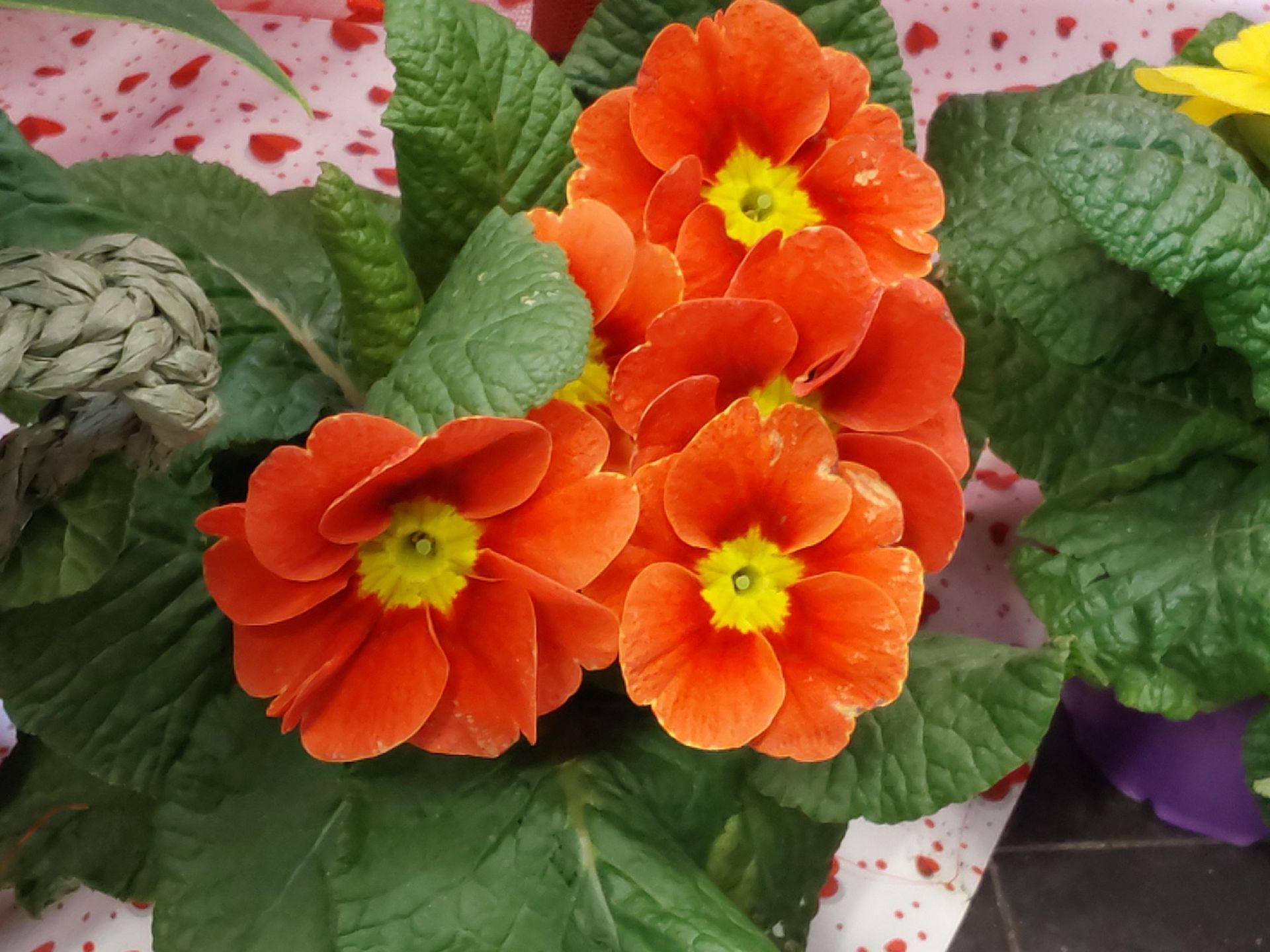 piante da esterno Sestri Ponente Genova