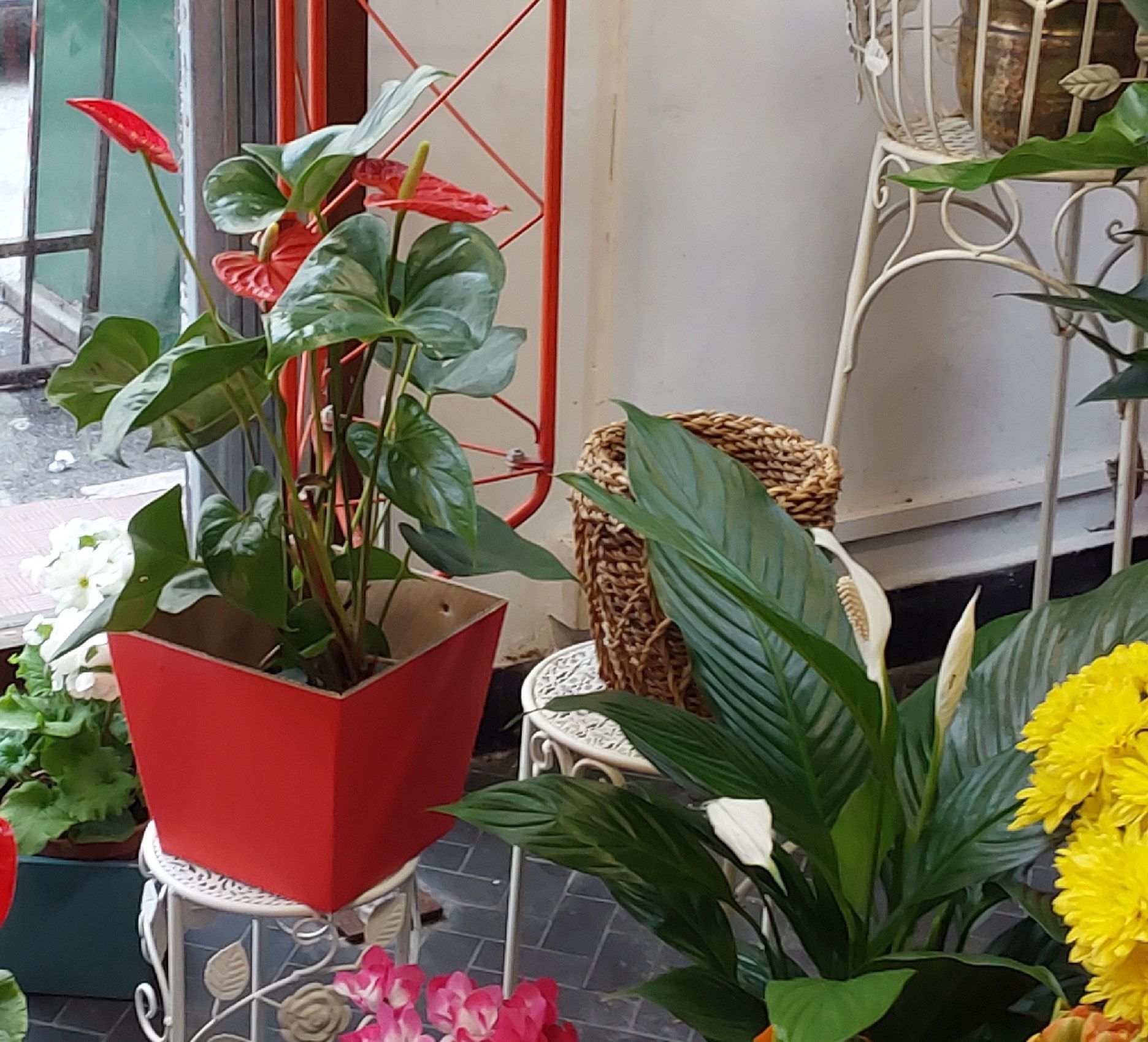 Fiorista Sestri Ponente Genova