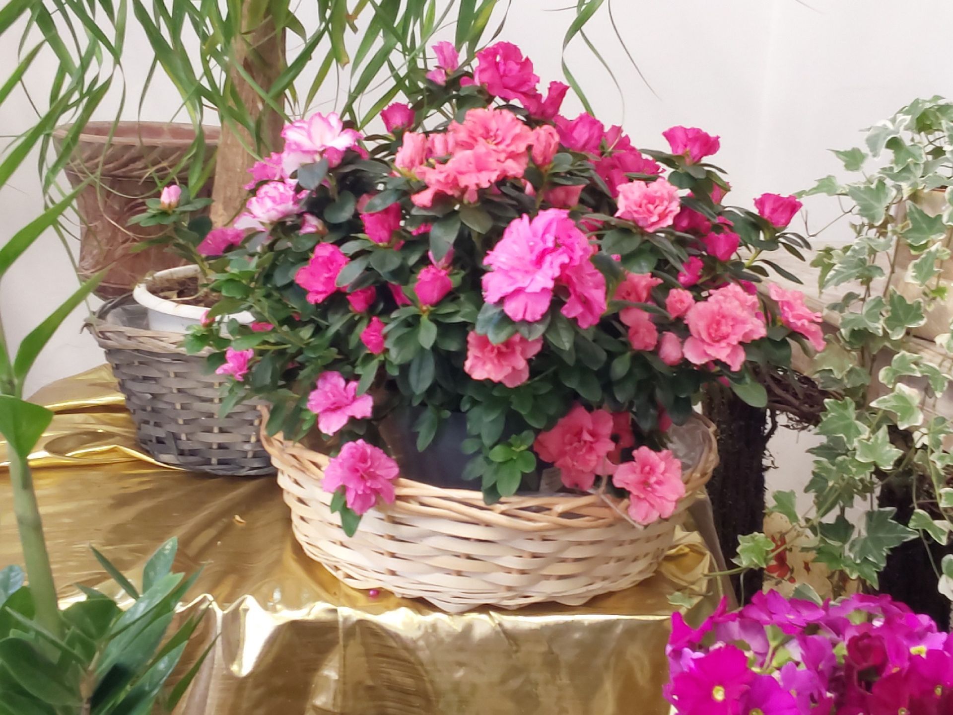 vendita piante da esterno Sestri Levante Genova