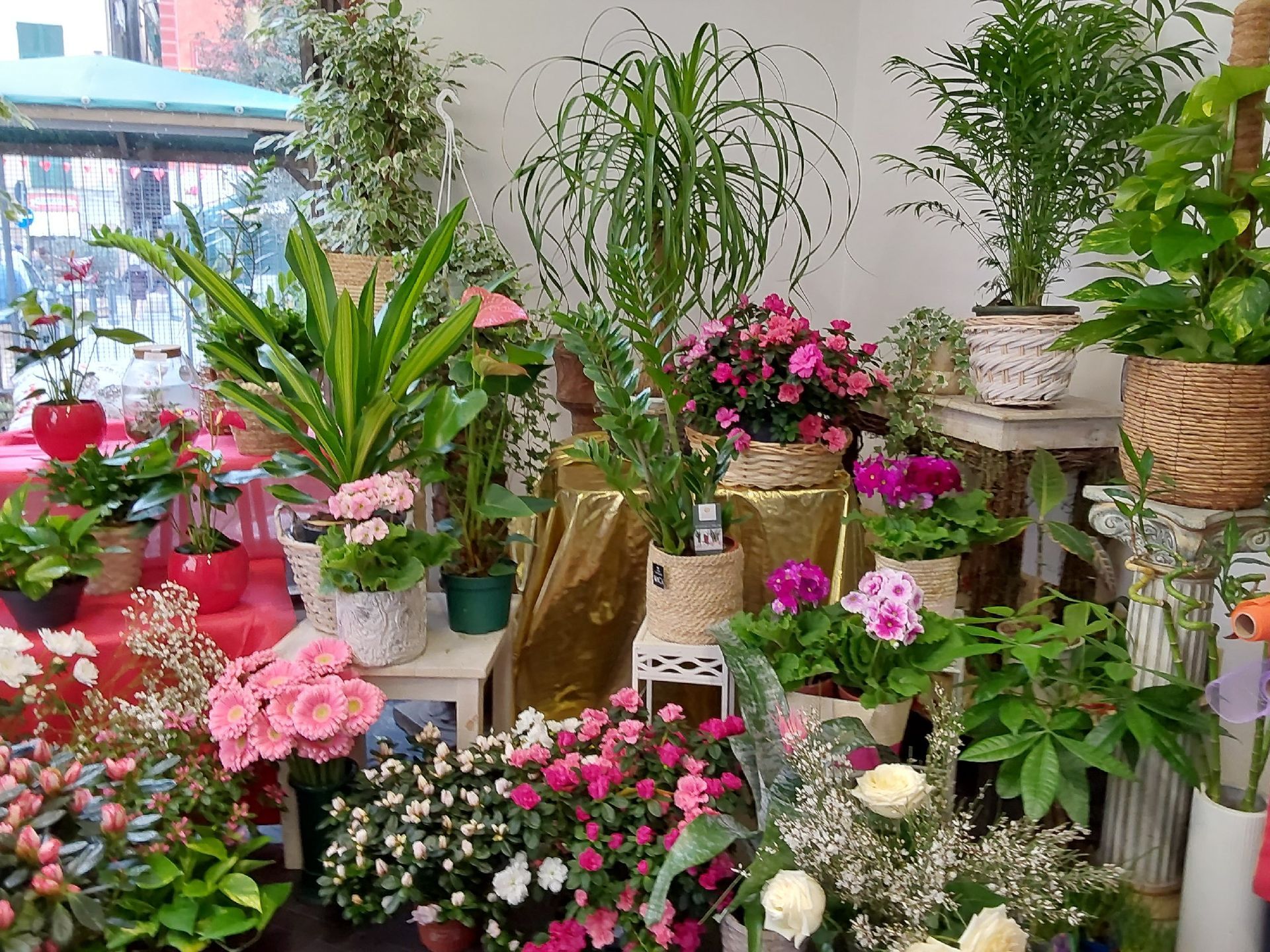 vendita piante Sestri Ponente Genova