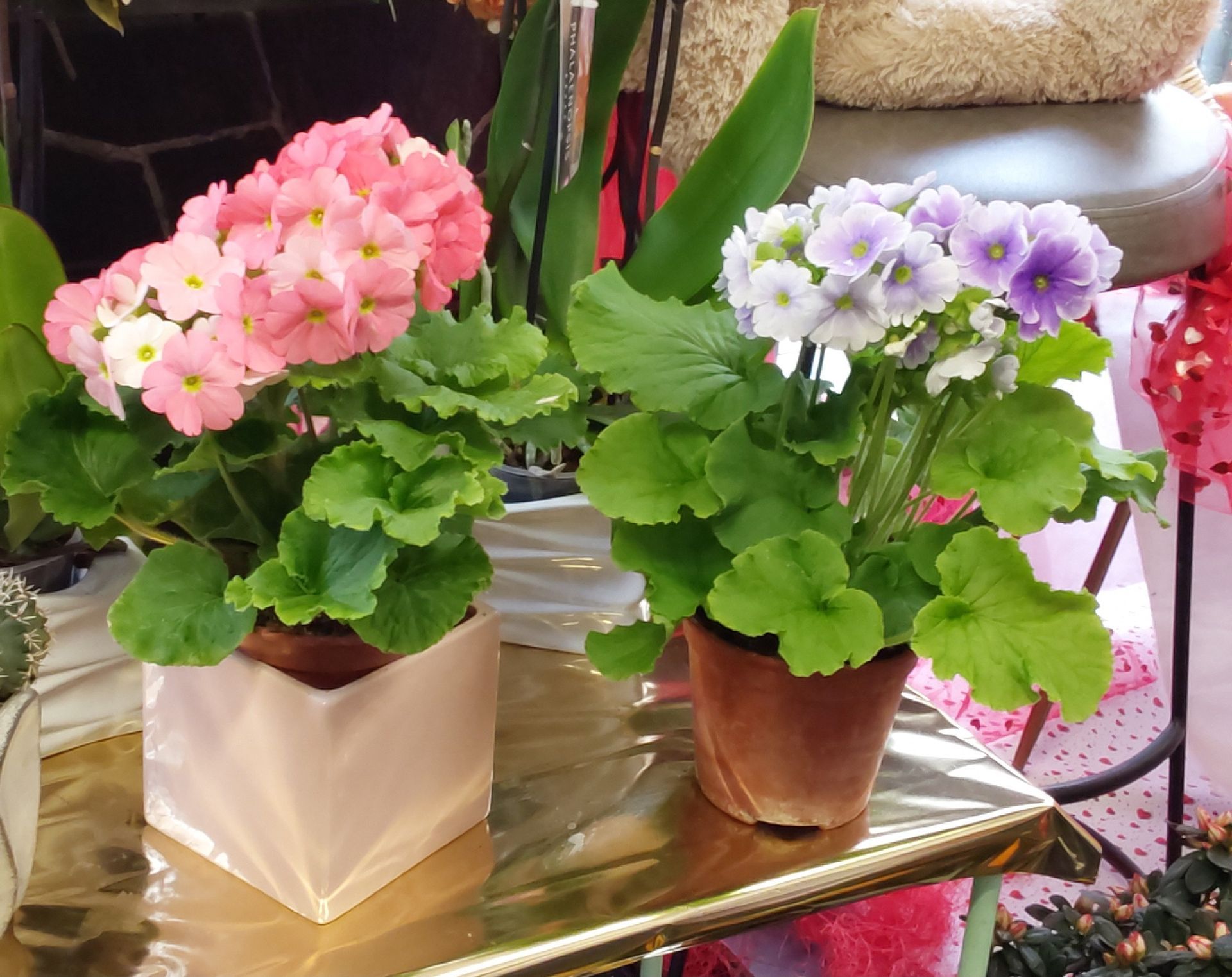 vendita geranio Sestri Levante Genova