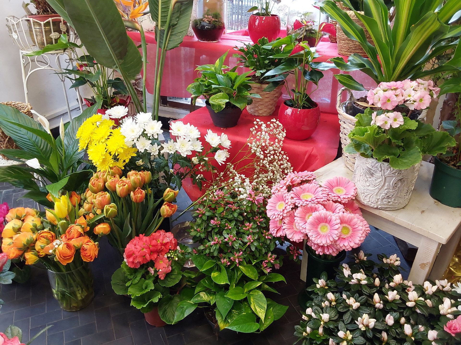 vendita piante fiorite Sestri Ponente Genova