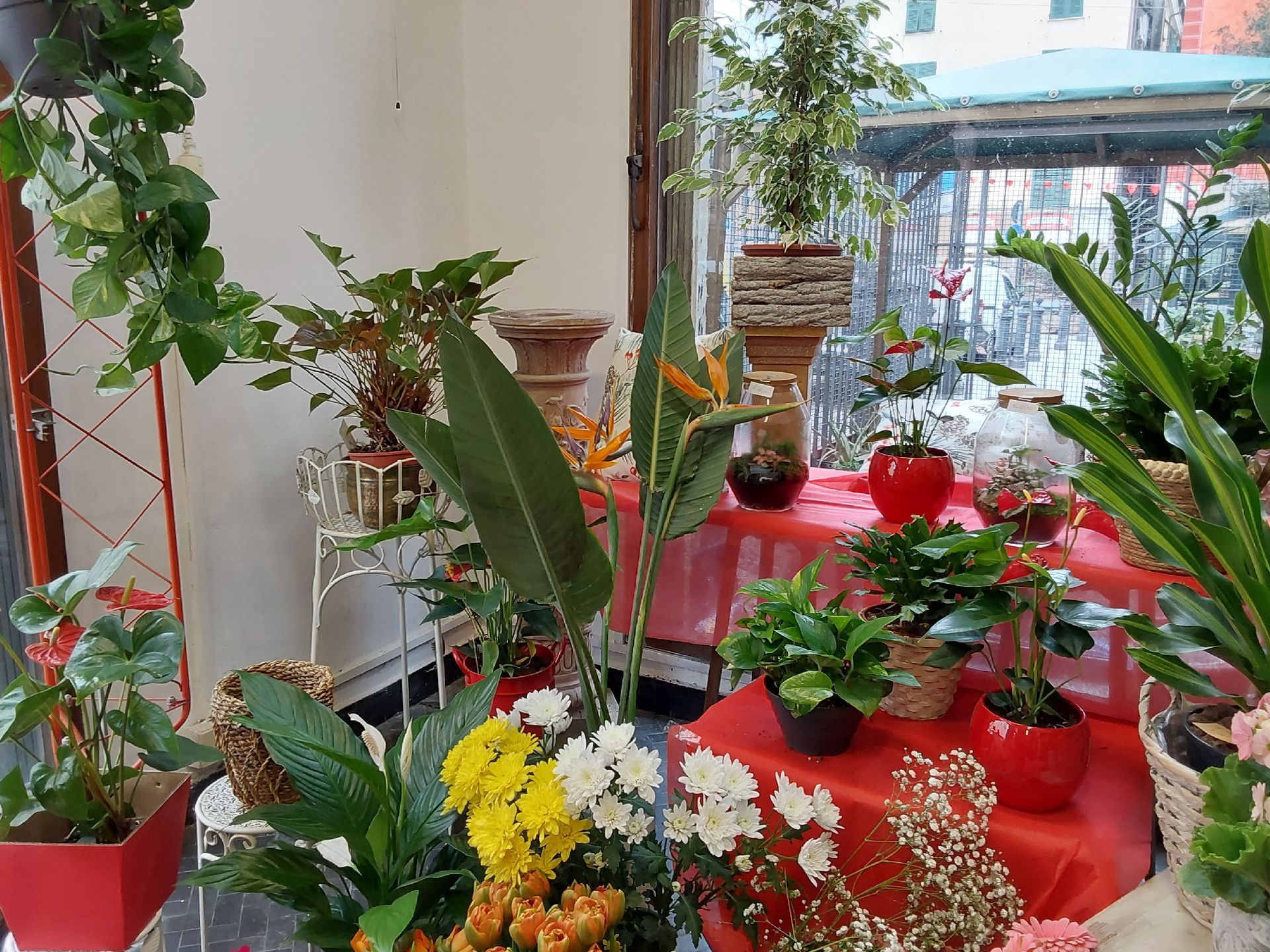 vendita fiori freschi Sestri Ponente Genova