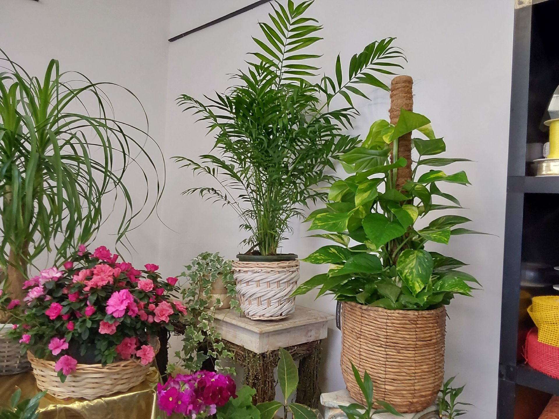 vendita piante verdi Sestri Ponente Genova