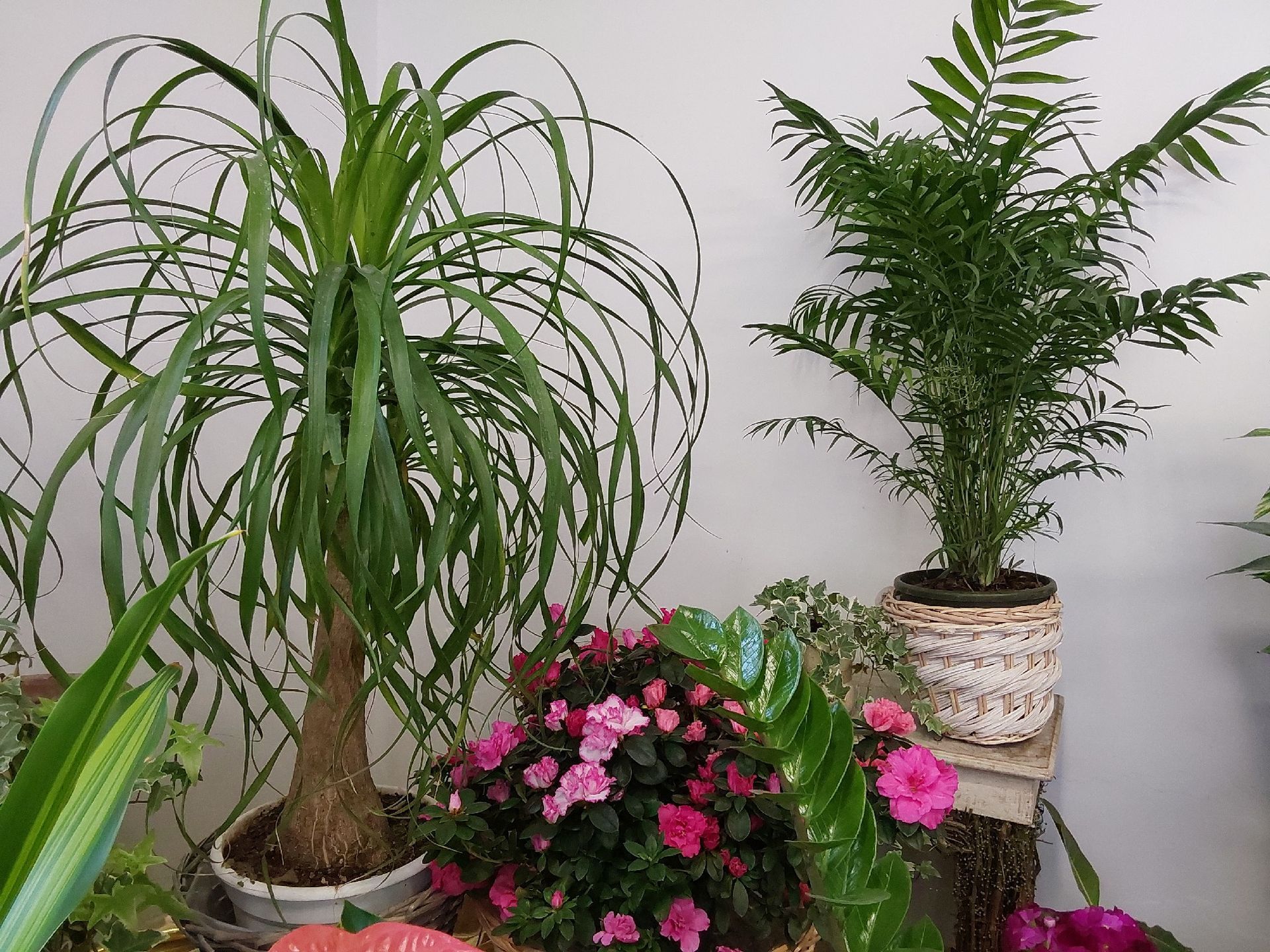 vendita composizioni floreali Sestri Ponente Genova