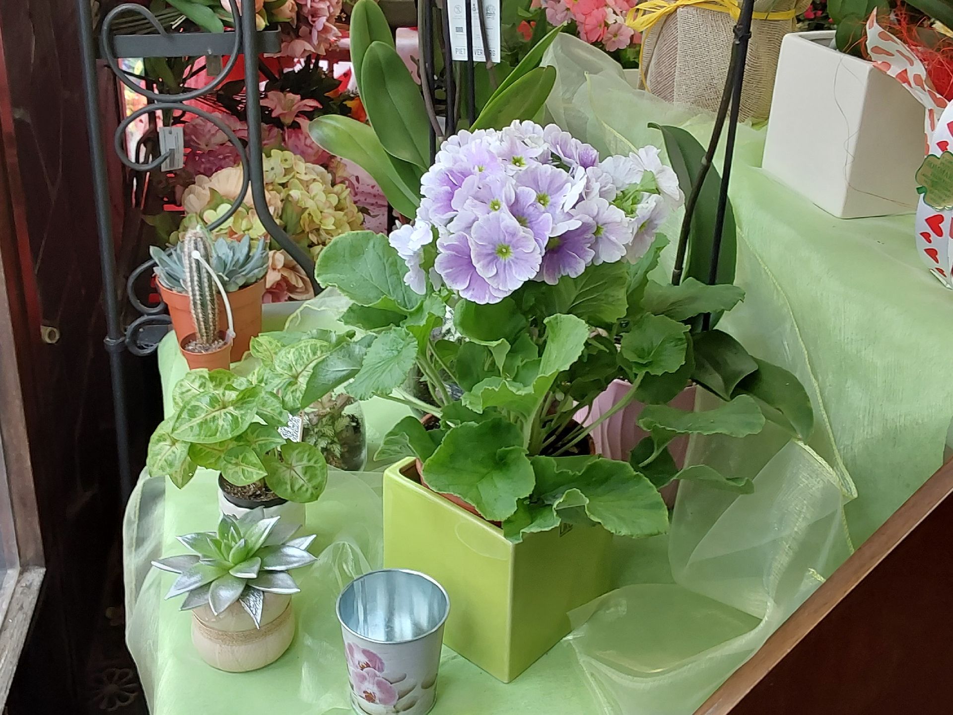 vendita geraneii Sestri Ponente Genova