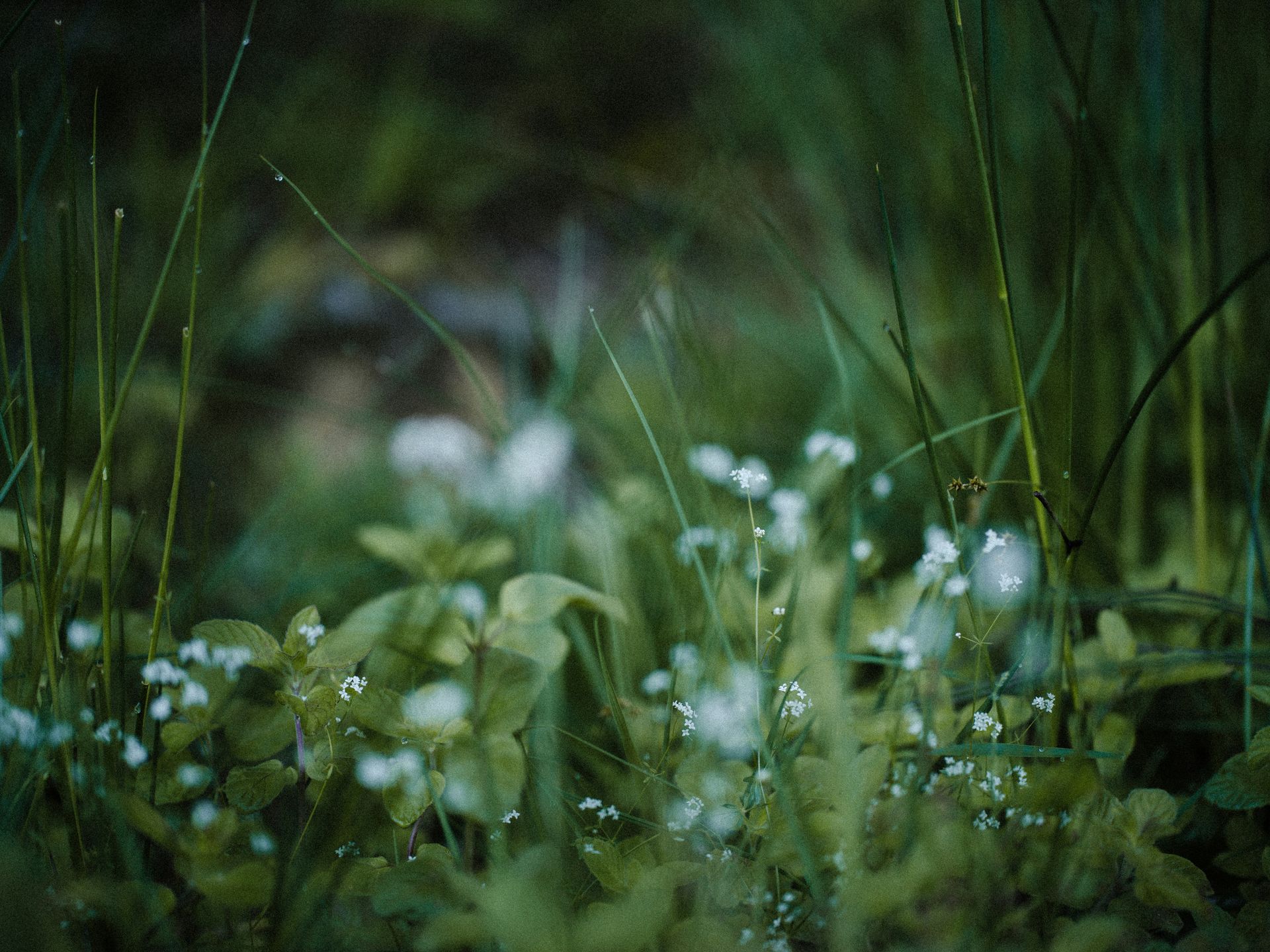 Dew-covered wildflowers and grasses, in a blurry, dark green field.