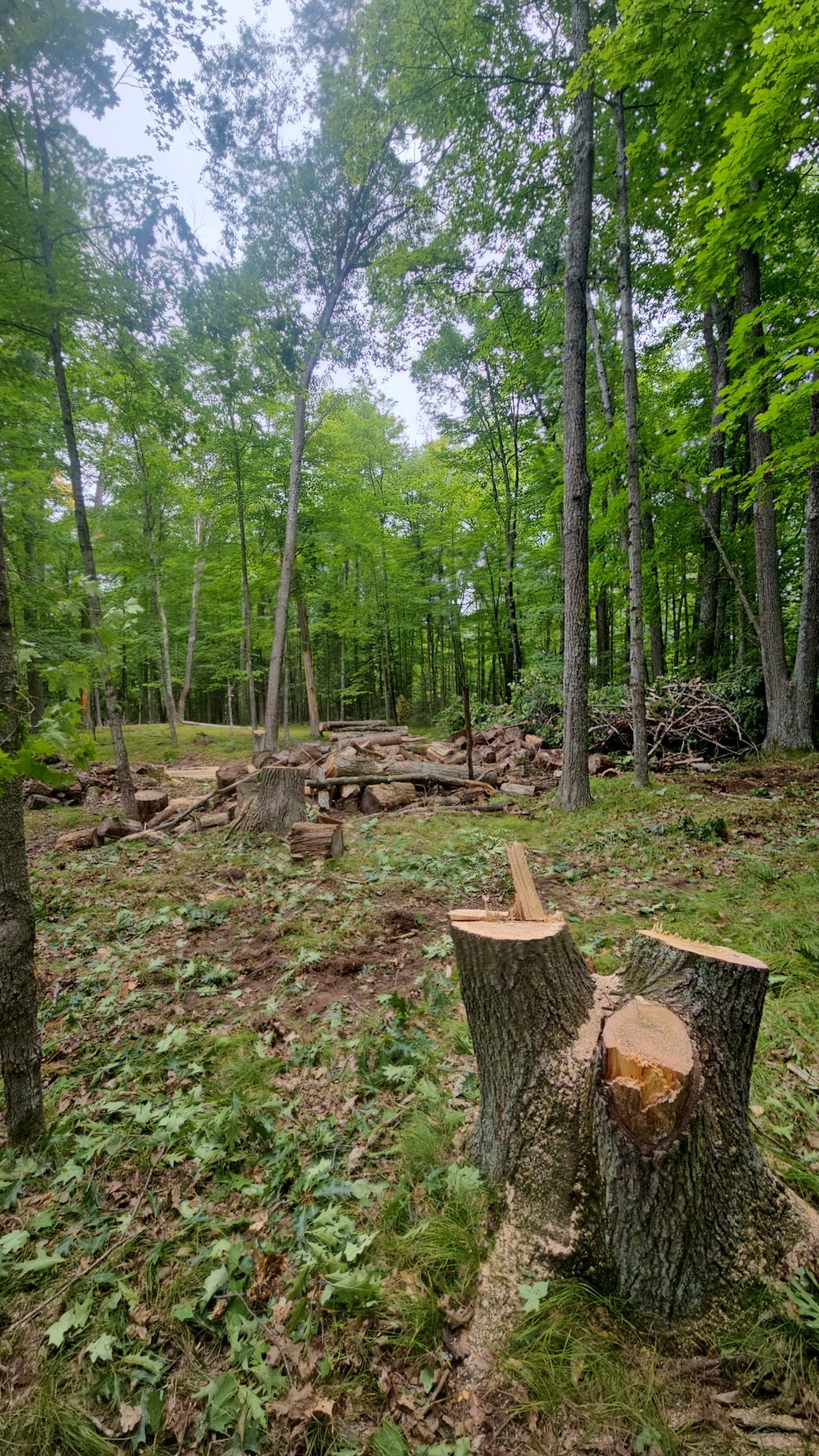 Stump in the foreground, clearing in a green forest, with cut logs and trees in the background.