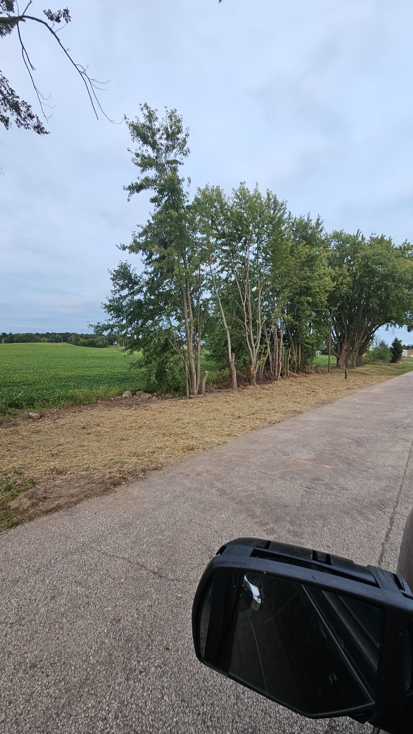 A tree-lined road next to a field, with a car side mirror in the foreground and a cloudy sky.