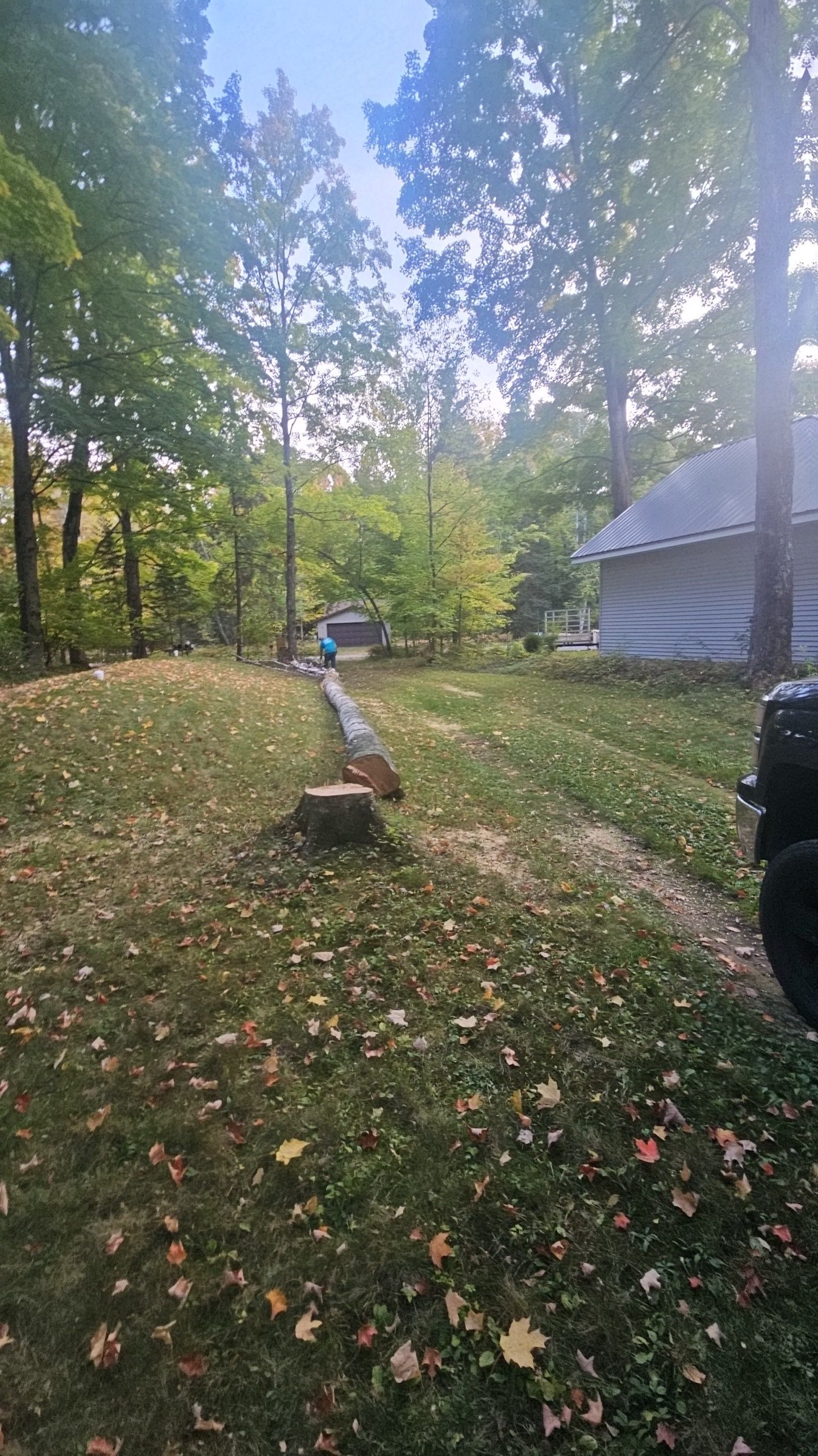 Lawn with tree stump, leaves, trees, and a house. Blue sky overhead.