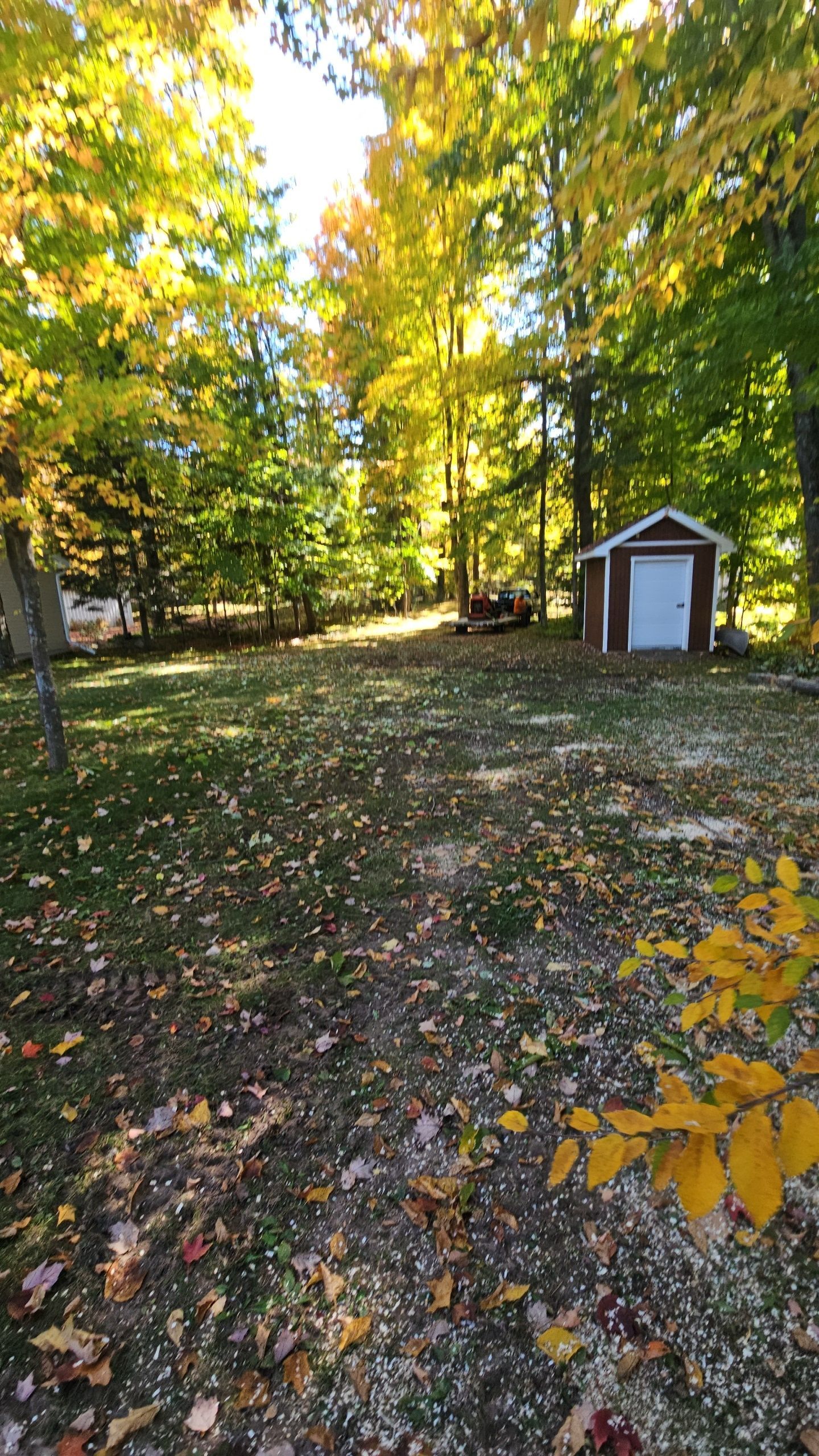 Autumn scene: Shed in a yard surrounded by trees with yellow and green leaves.