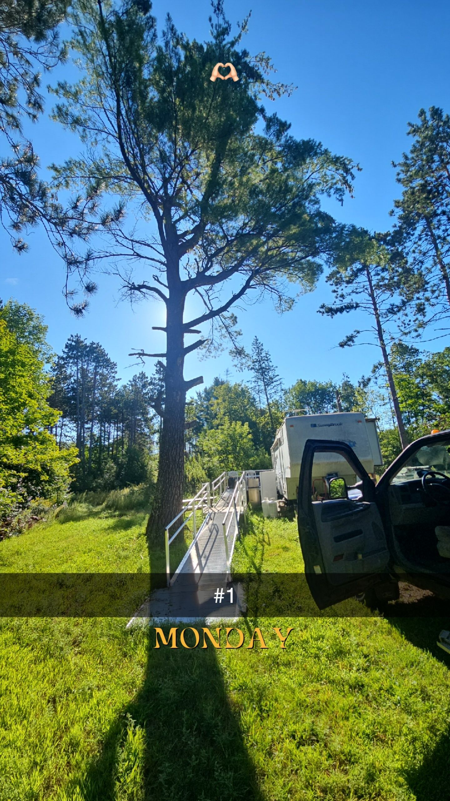 Tall tree in sunlight, overlooking a wooden walkway on a grassy hill. A car is partially in view.