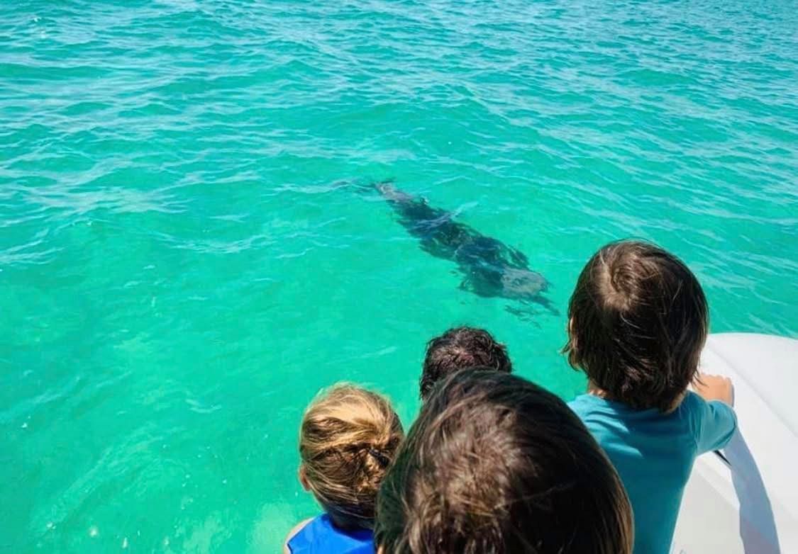 A group of people are looking at a dolphin in the ocean. A group of people are looking at a dolphin in the ocean.