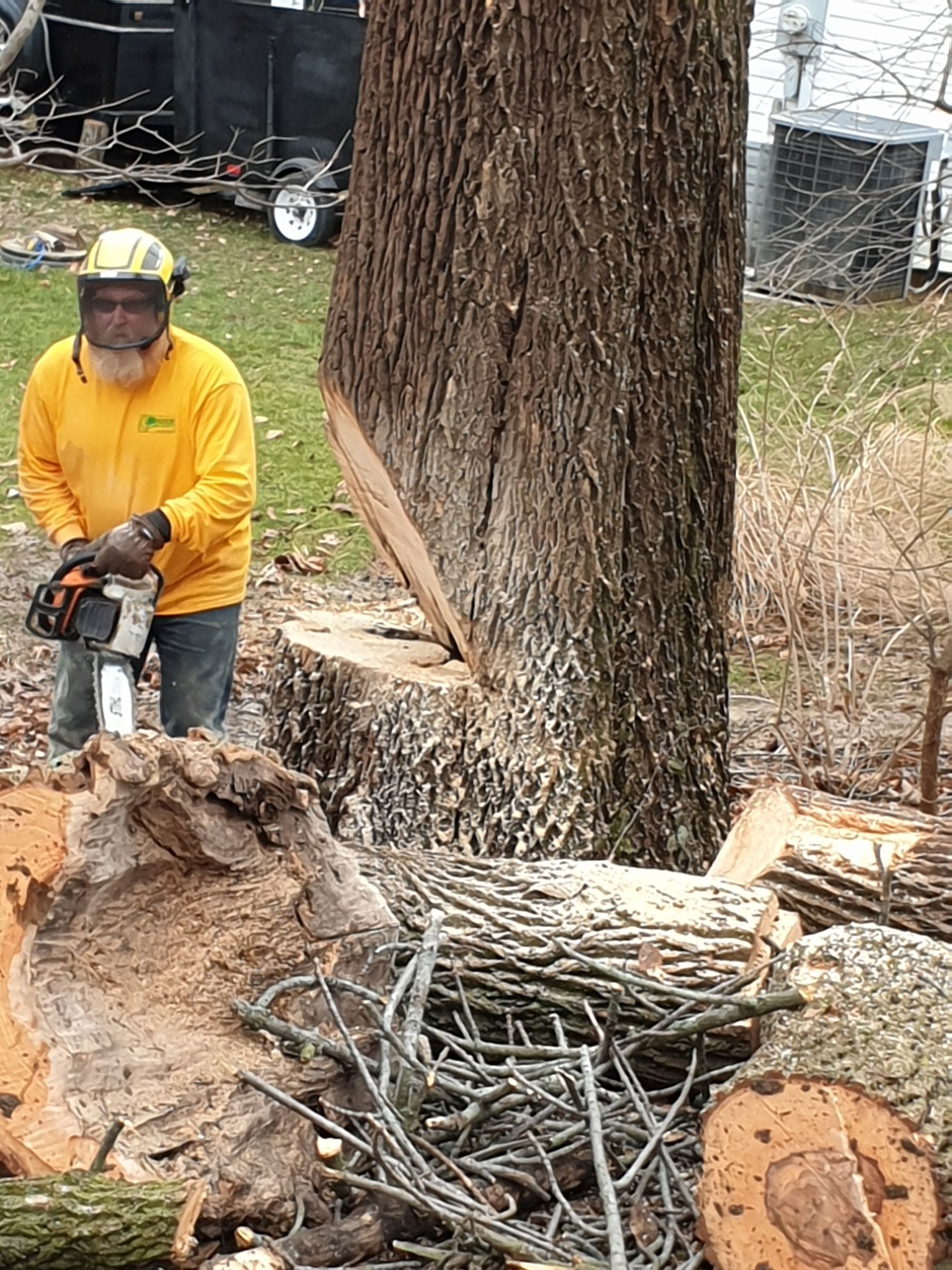 Tree Services | St Louis Metro East | Tree Trimming | Edwardsville IL