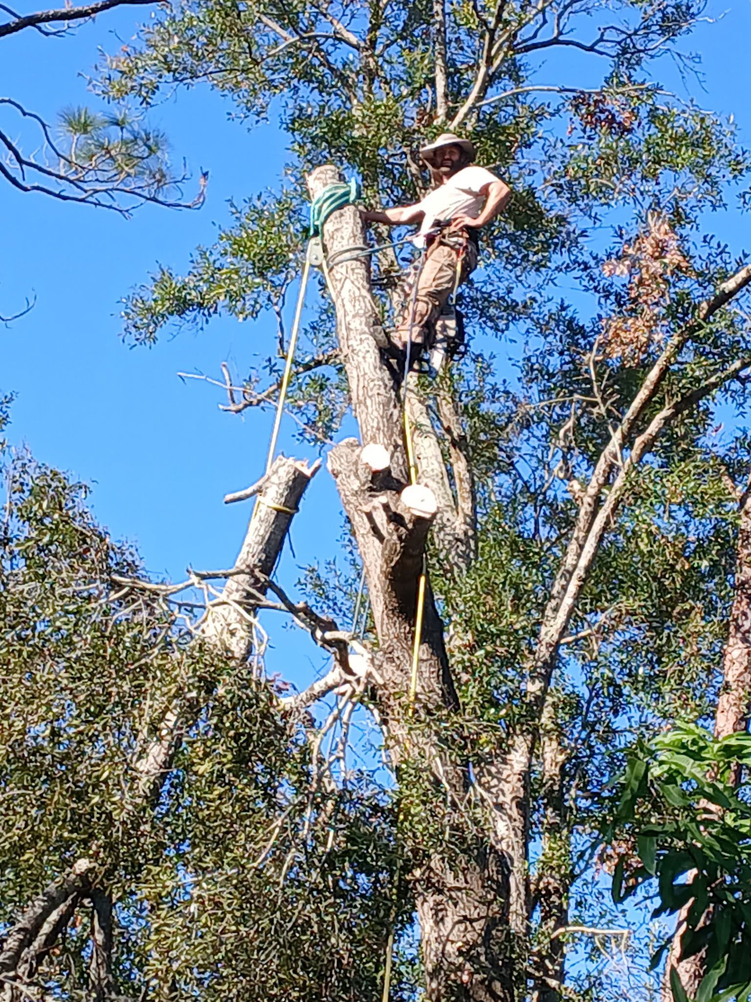 Tree worker trimming branches high in a leafy tree against a blue sky
