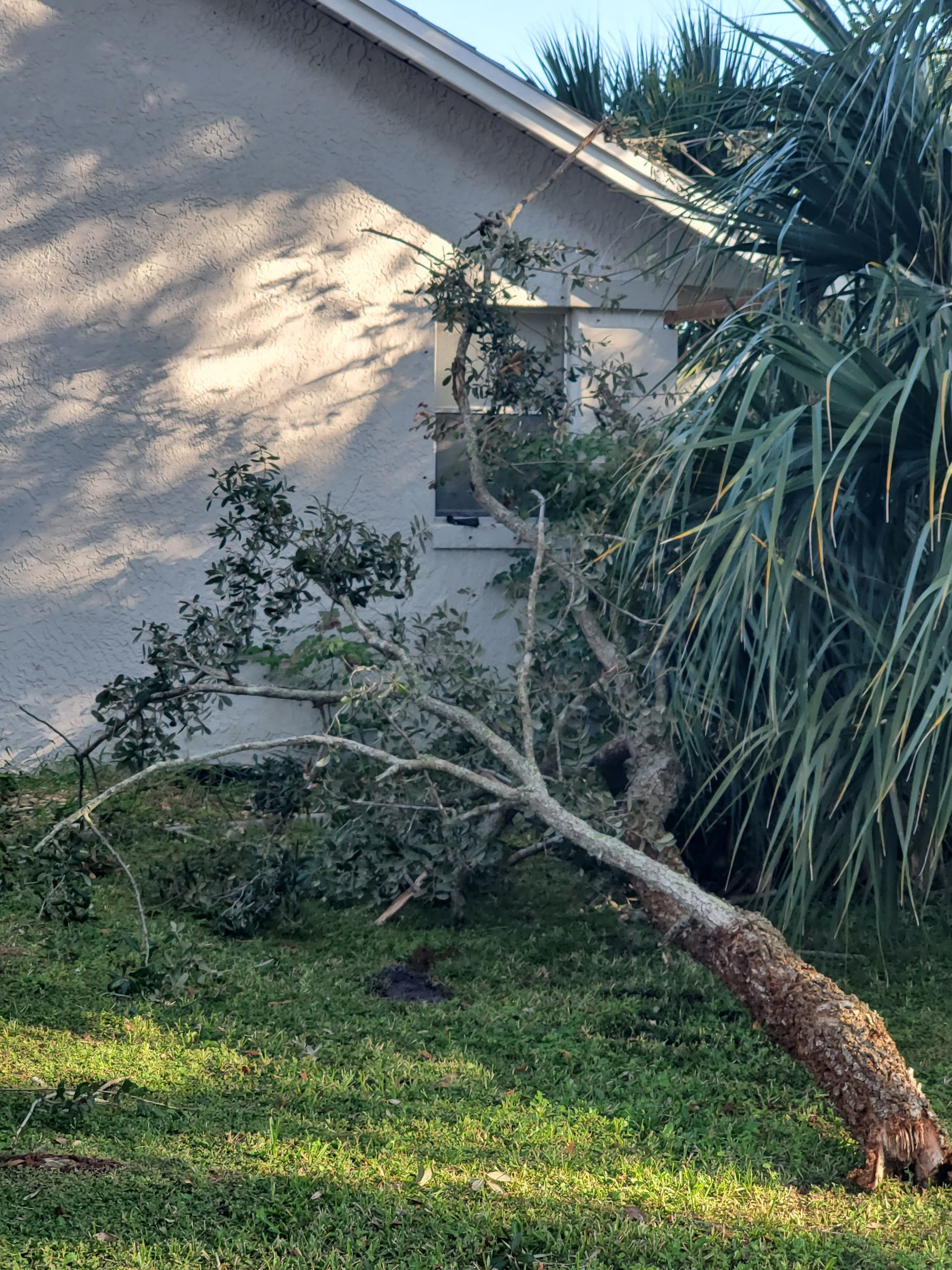 Leaning fallen tree in a yard beside a house, with branches extending over grass and palm plants.