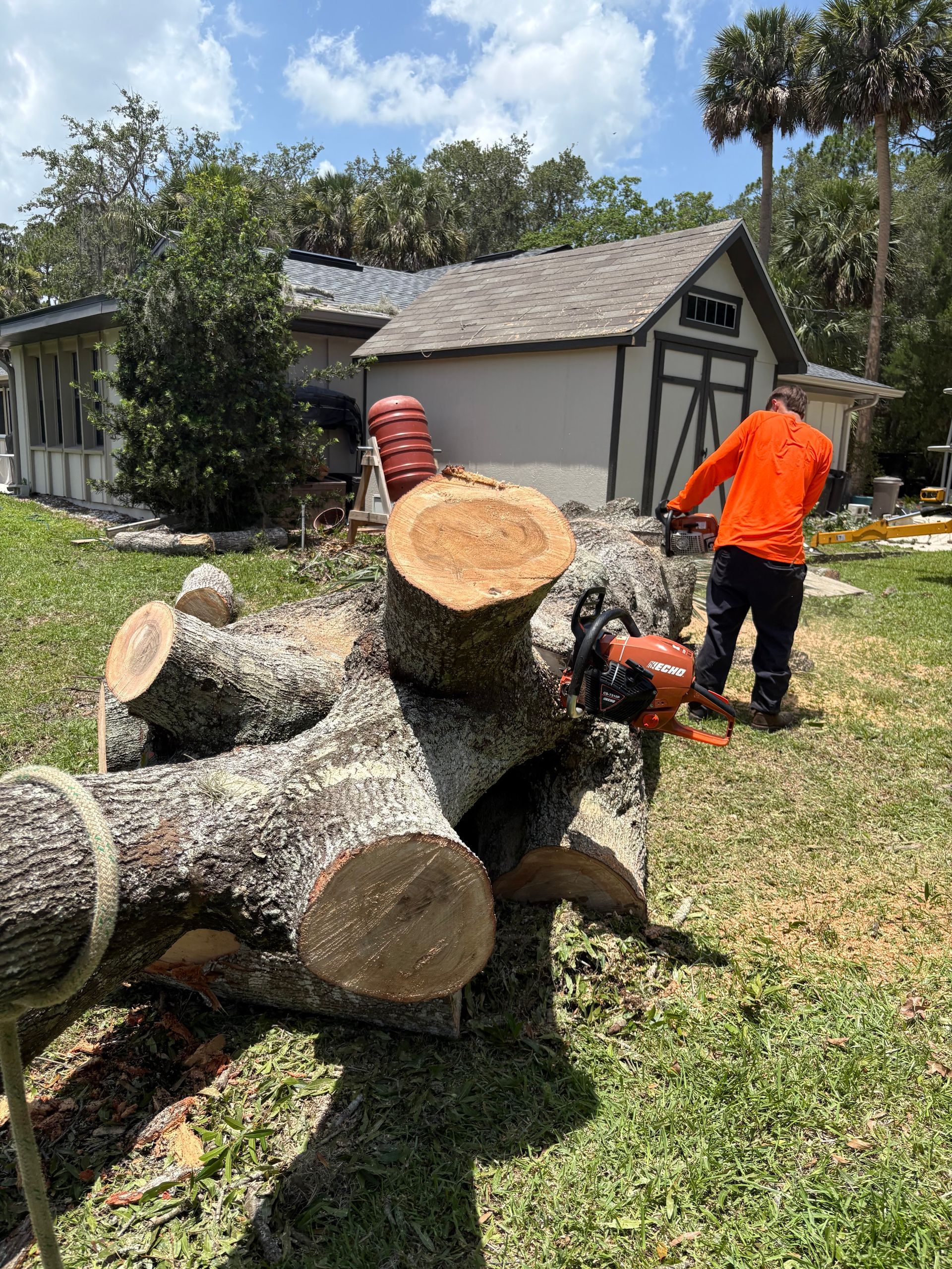 Worker cutting large fallen tree trunks in a yard beside a shed on a sunny day