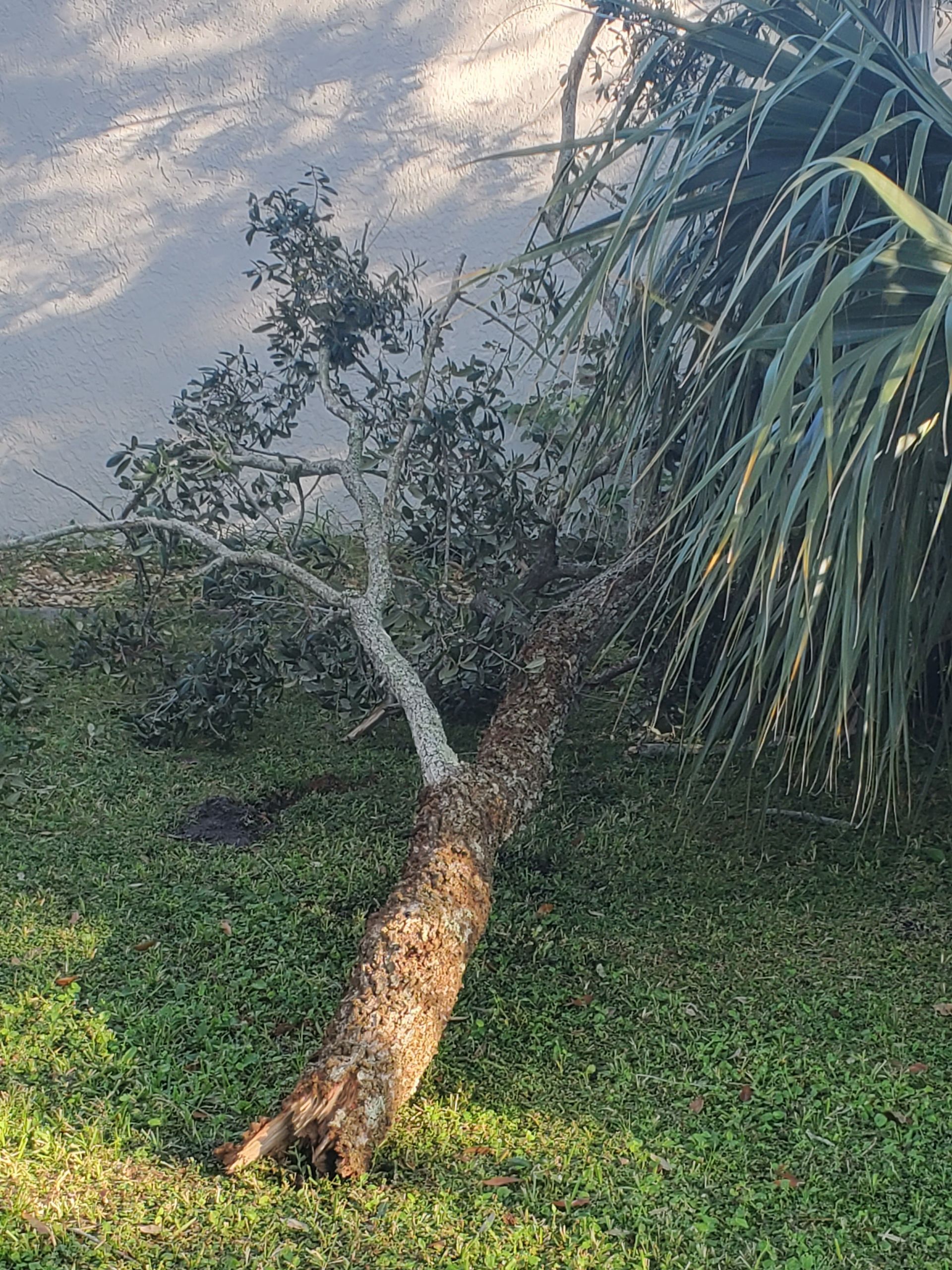 A leaning tree with a bent trunk in a grassy yard beside a wall, with palm fronds on the right.