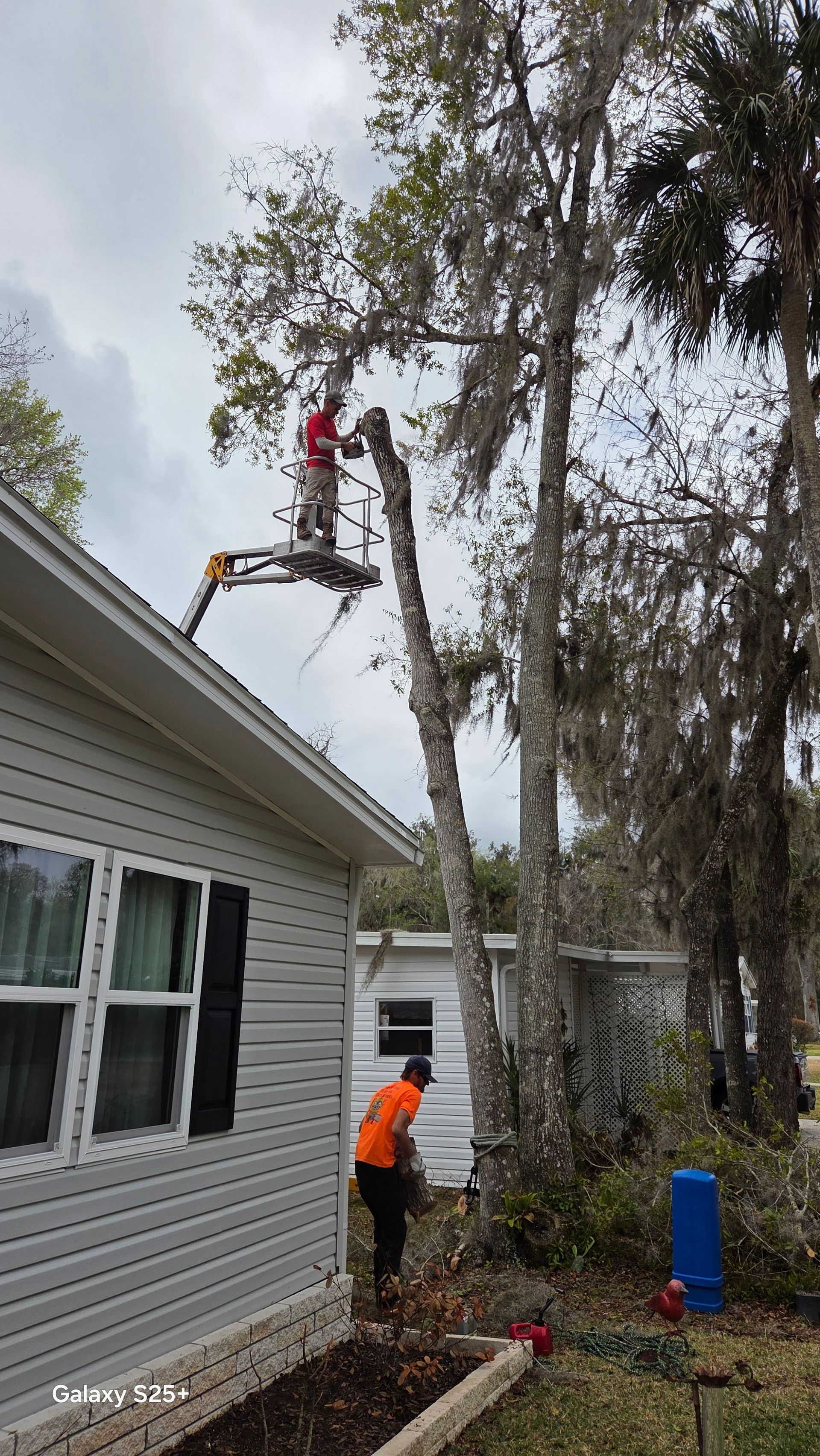 Tree trimmer in a lift cuts branches beside a white house, with another worker on the ground.