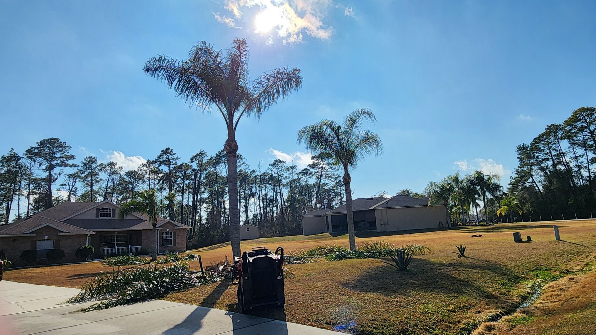 Sunny suburban yard with a tall palm tree, dry grass, and houses in the background