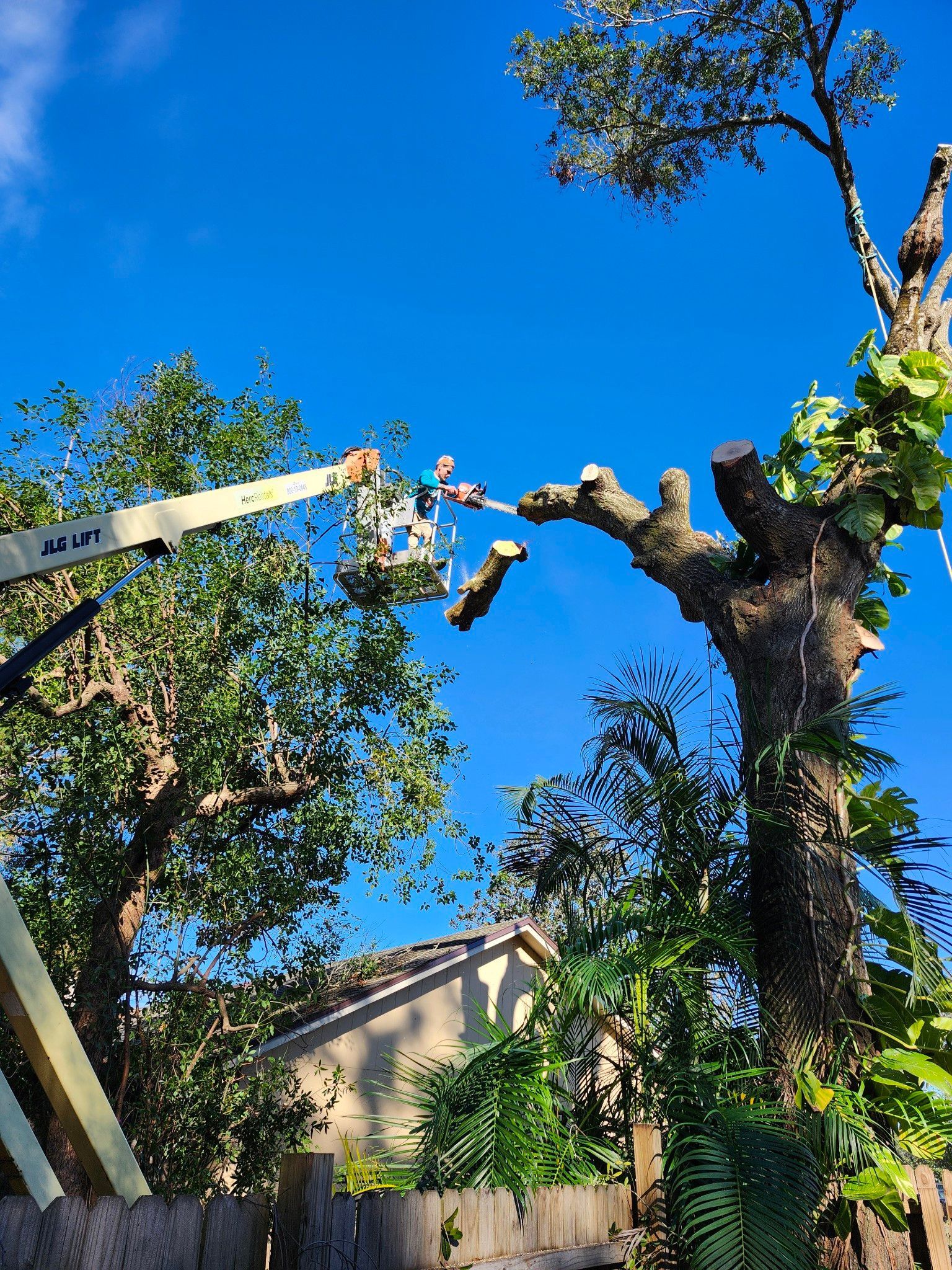Tree trimming crew working in a yard beside a large pruned tree under a bright blue sky