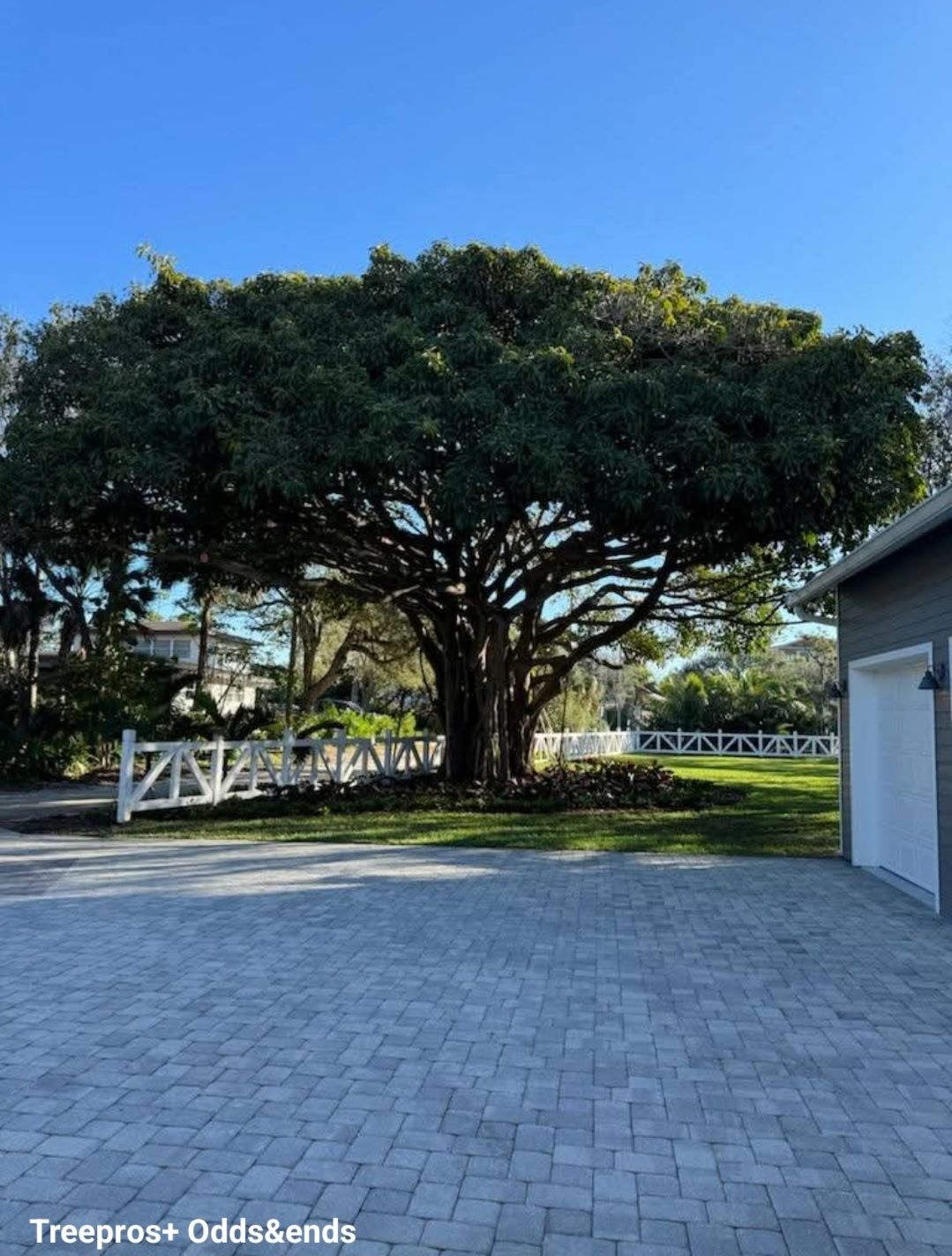 Large leafy tree beside a paved driveway, with a white fence and blue sky in the background.