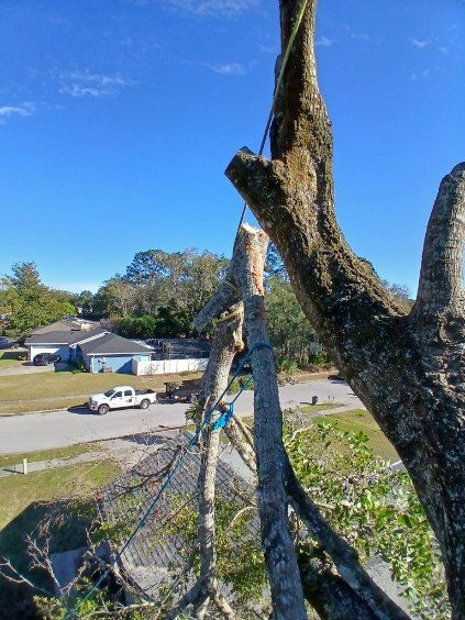 Tree branches with a road, parked white car, and houses under a clear blue sky