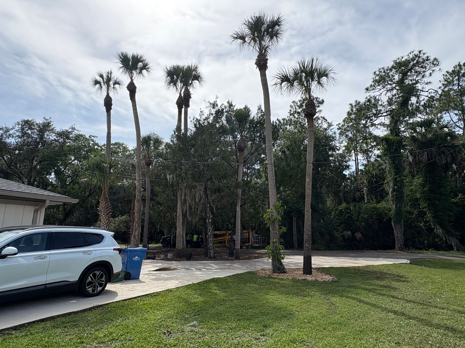 Driveway beside a house with a white SUV, blue bins, and tall palm trees in a grassy yard under cloudy skies