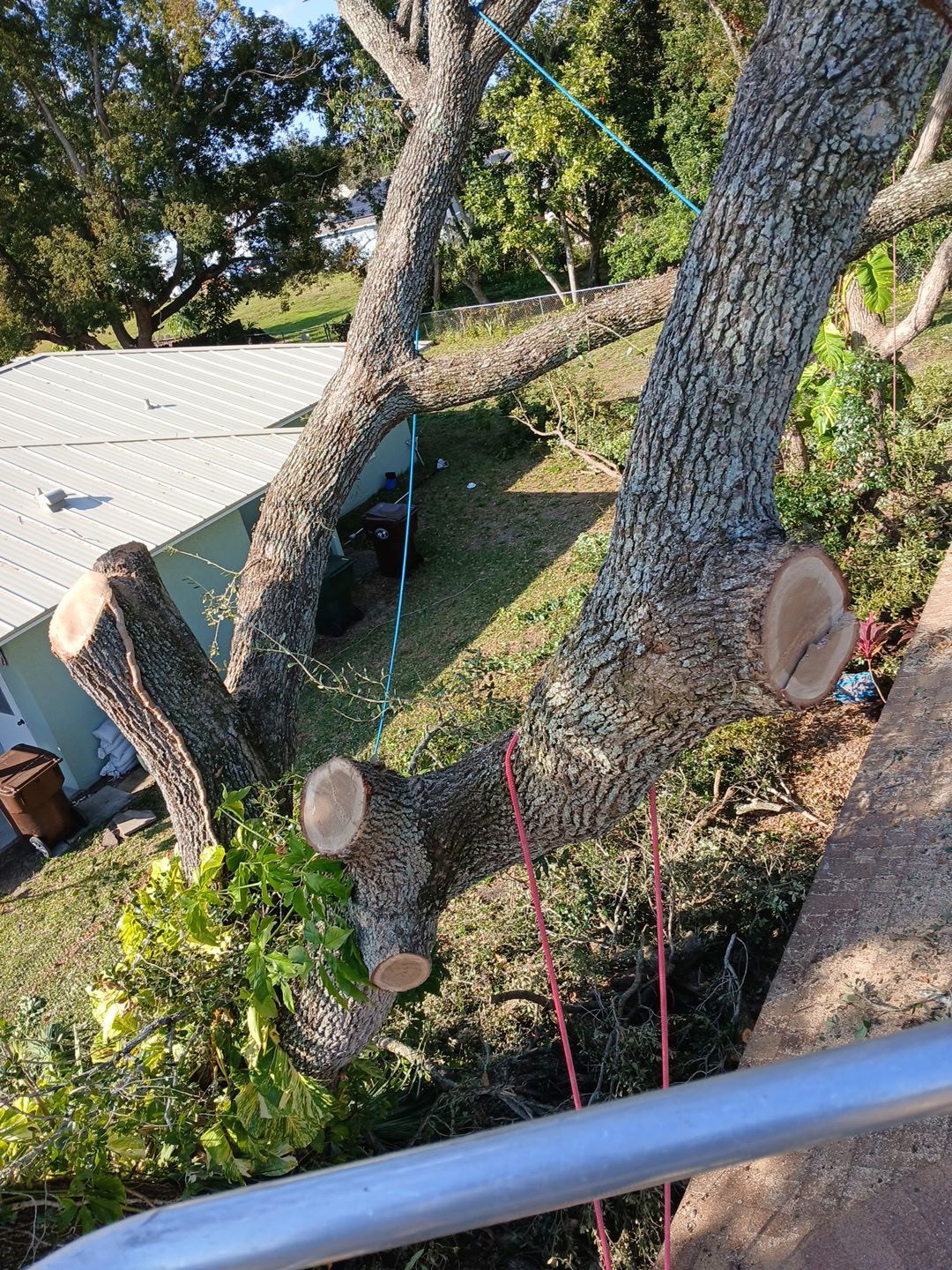Tree branches cut near a roof, with a saw and ropes hanging in a wooded yard.