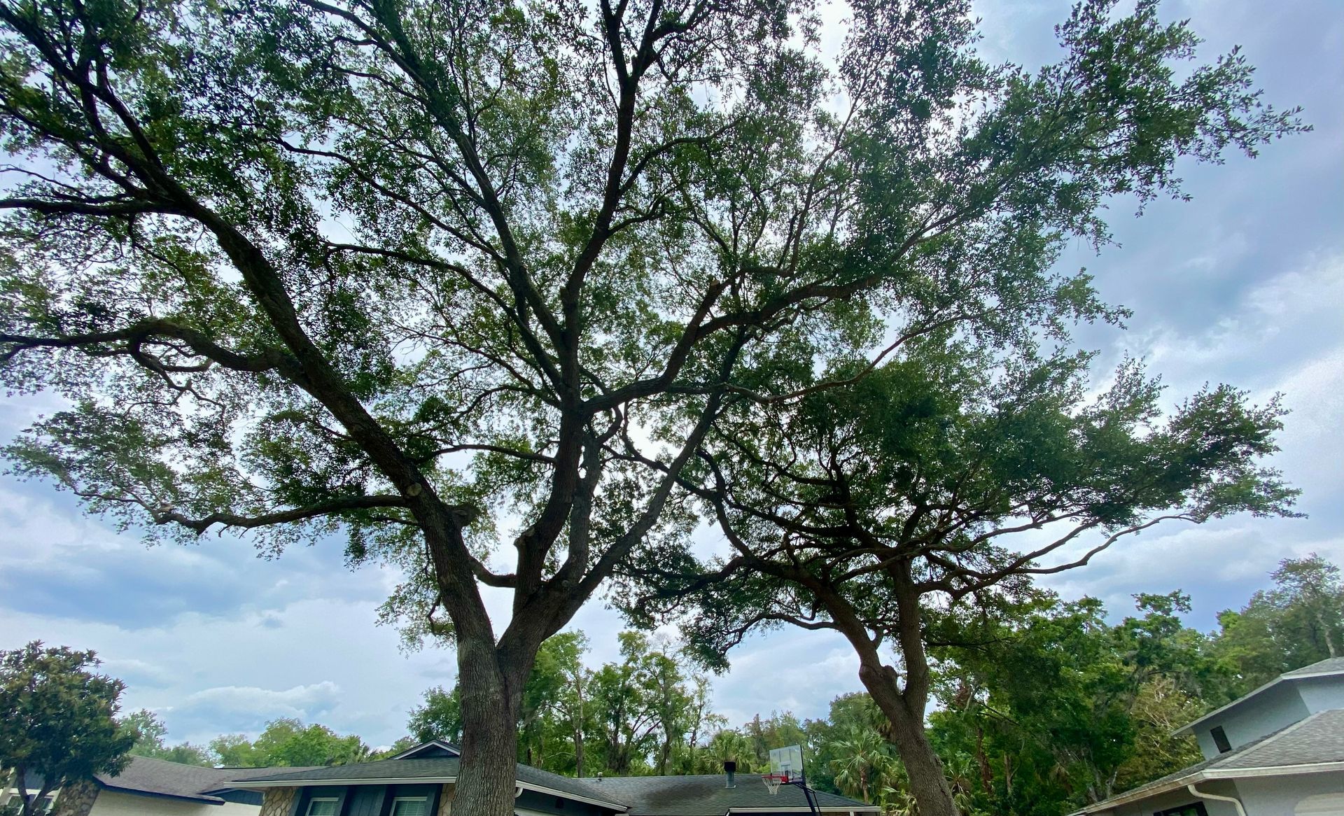 Large leafy tree with a wide canopy in a suburban yard under a cloudy sky