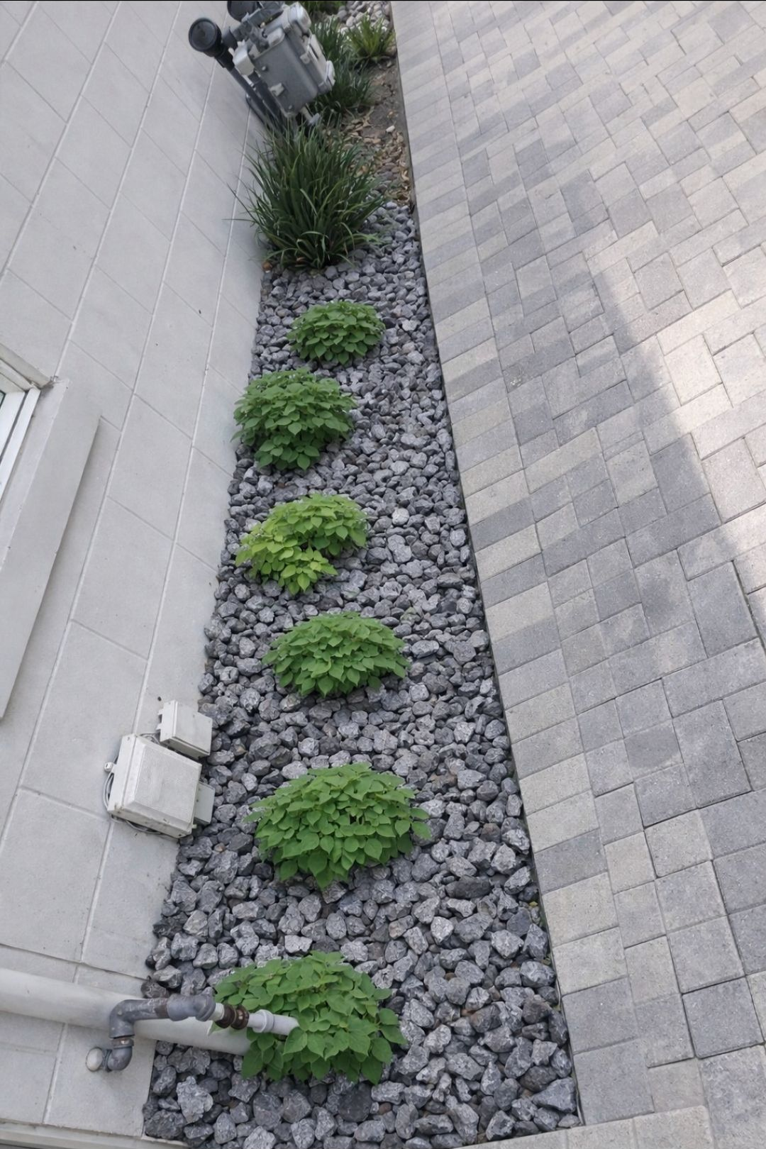 Narrow rock garden with small green shrubs between a white wall and gray paver walkway