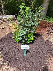 Green shrub planted in dark mulch, with a plant marker in a garden setting.