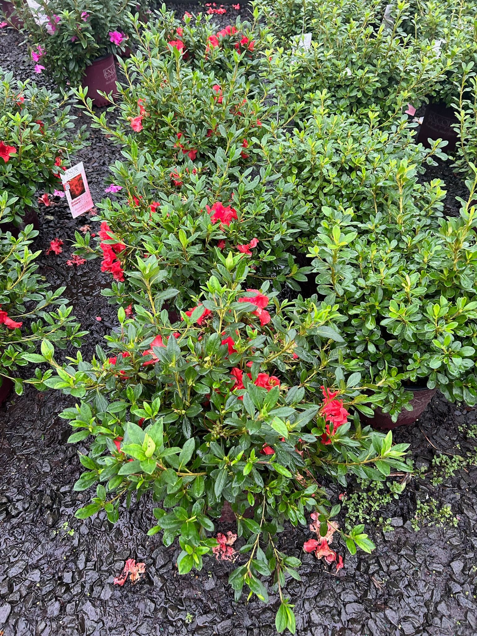 A bunch of plants with red flowers and green leaves in a garden.