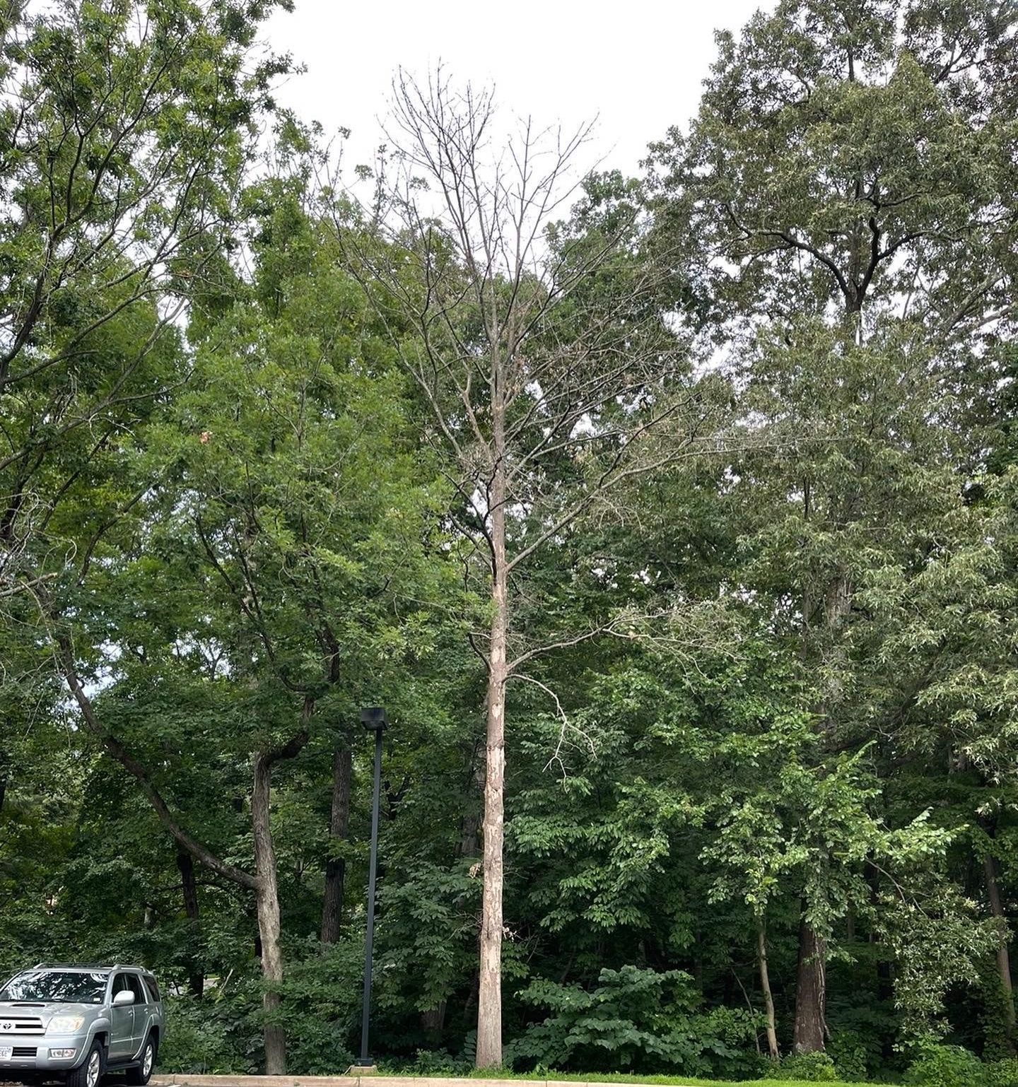 A car is parked in a parking lot surrounded by trees.
