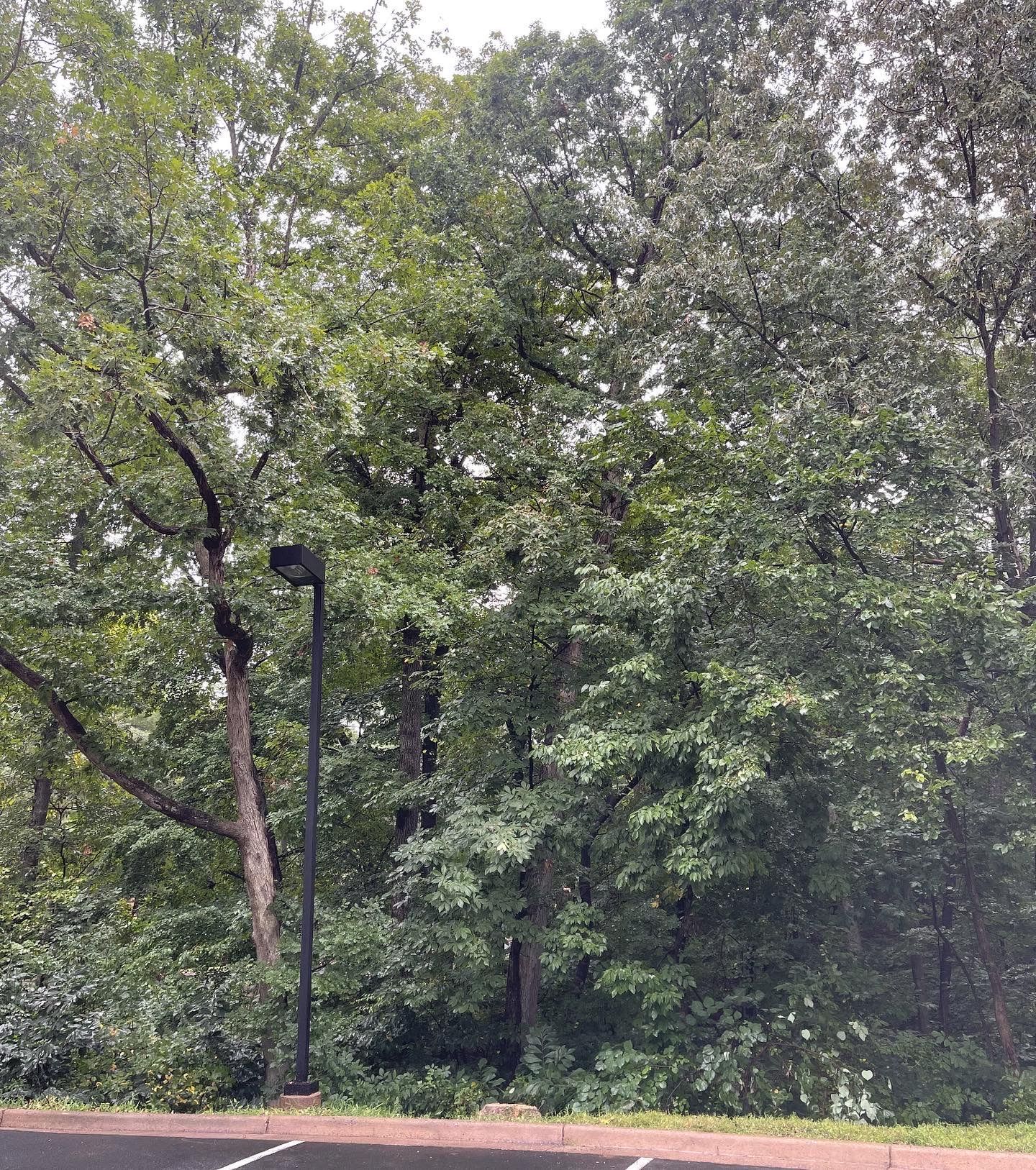 A parking lot with trees and a street light in the background