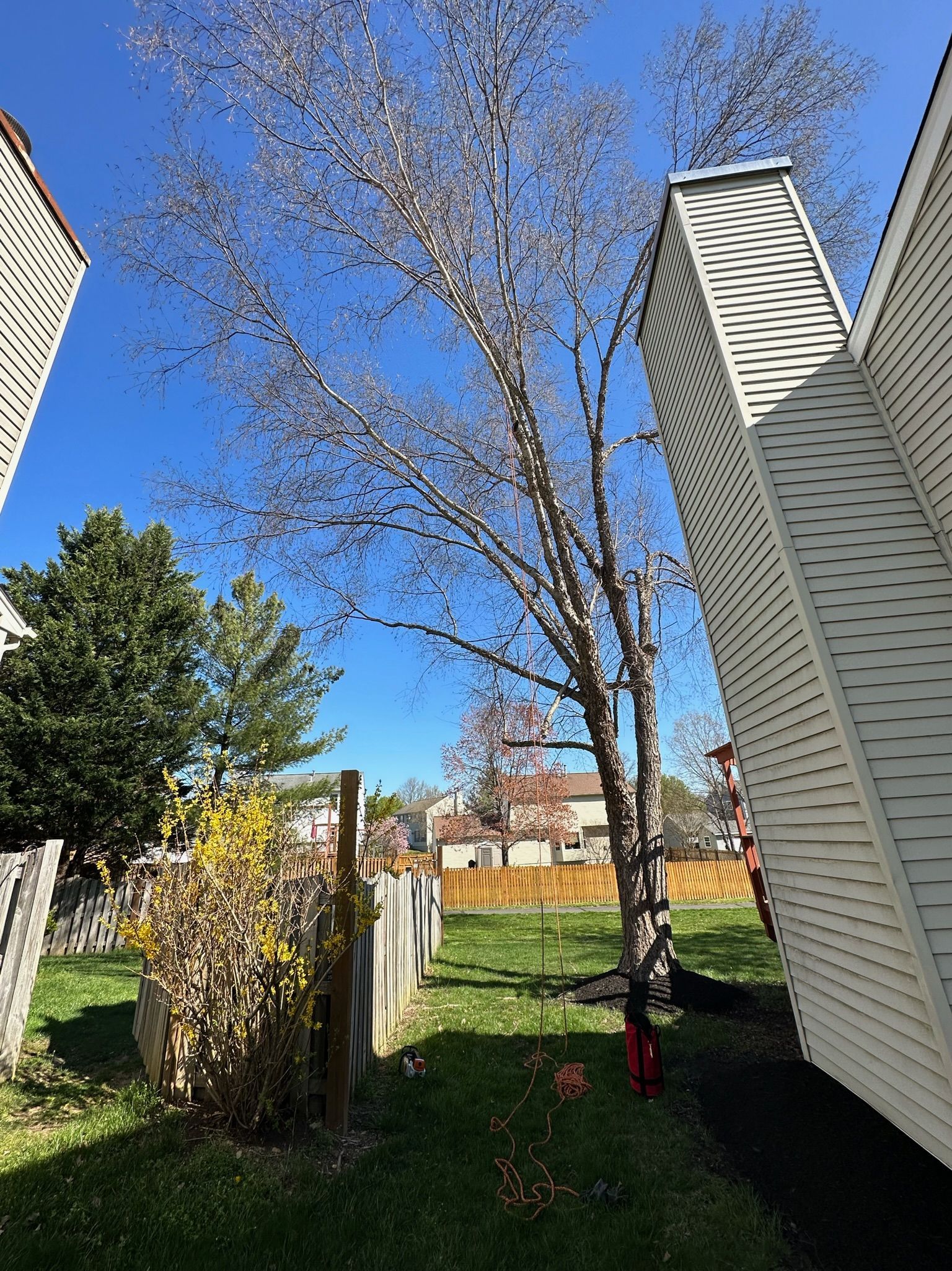 A tree is growing in the backyard of a house.